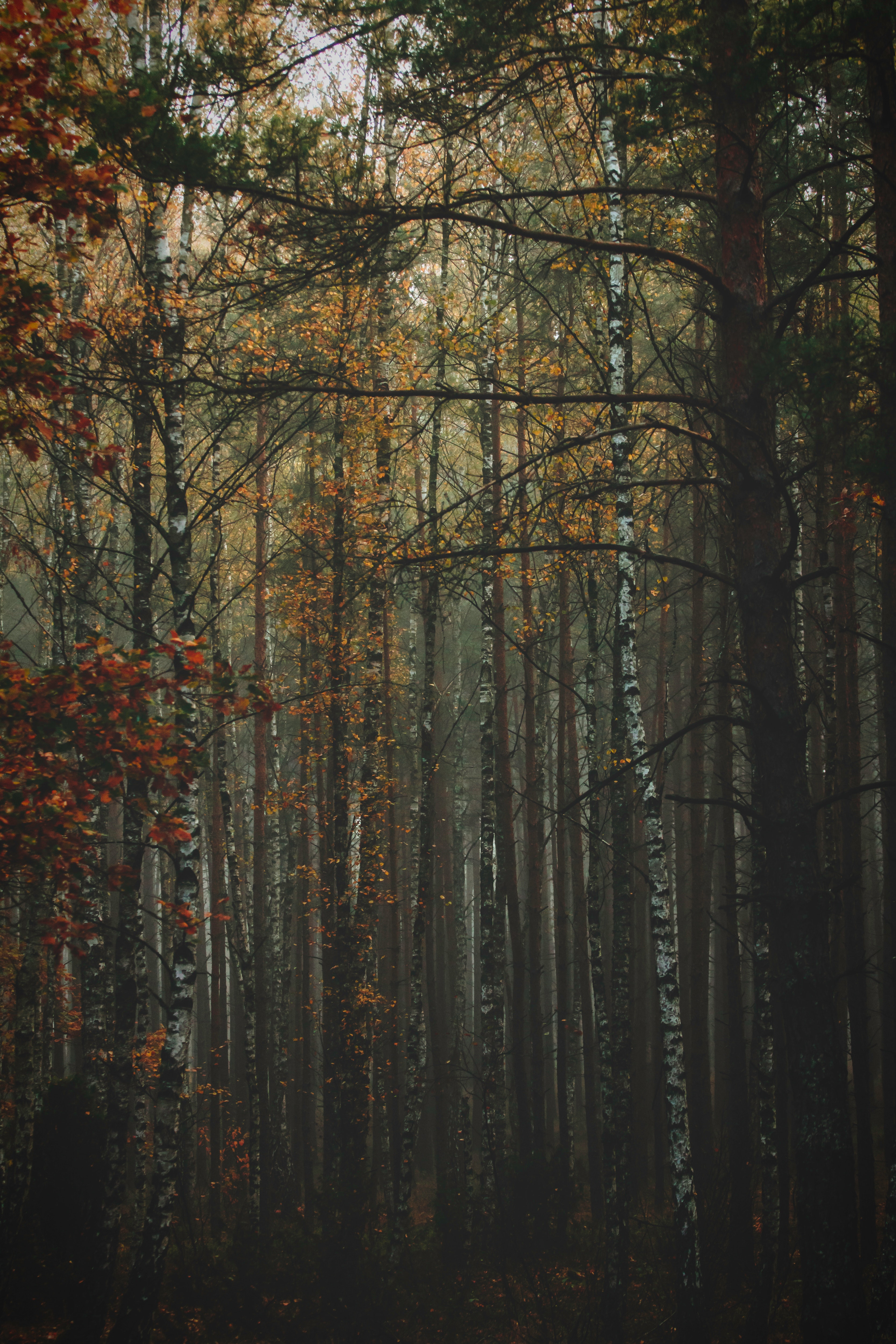 bark, forest, nature, trees, autumn, fog, trunks