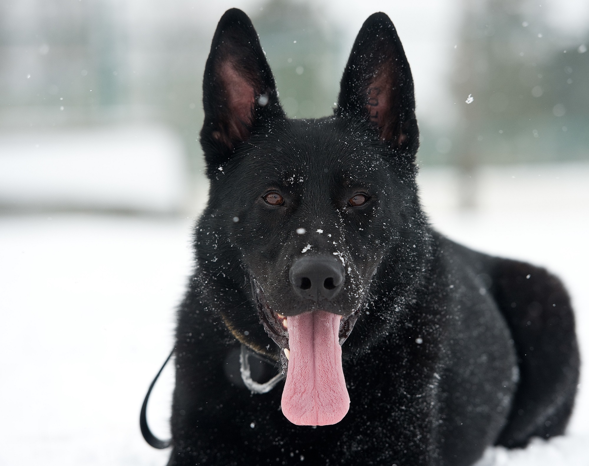 107763 Hintergrundbild herunterladen tiere, schnee, hund, hervorstehende zunge, zunge herausgeklemmt, deutscher schäferhund - Bildschirmschoner und Bilder kostenlos