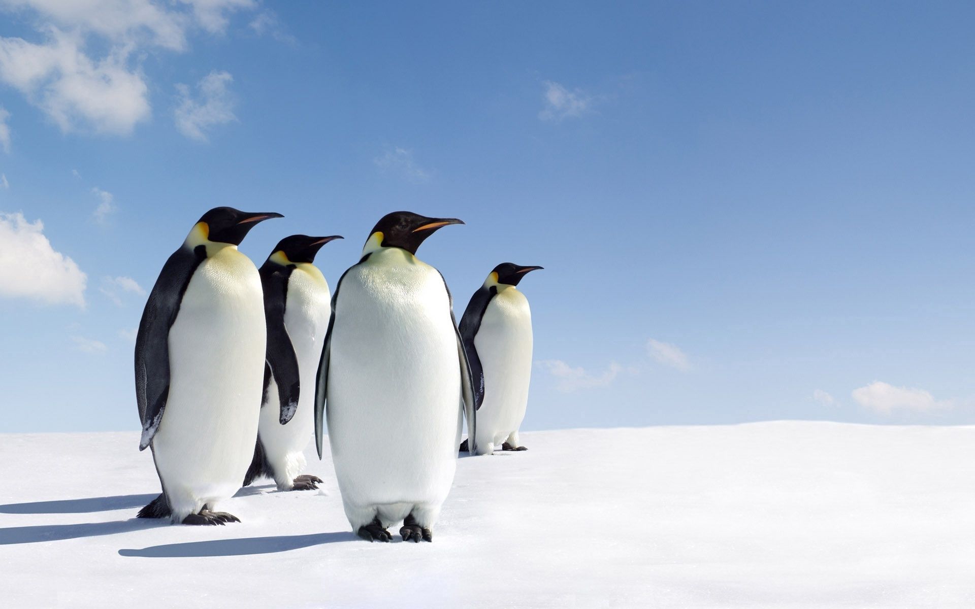 119917 Hintergrundbilder und Pinguins Bilder auf dem Desktop. Laden Sie schnee, familie, die familie, spaziergang Bildschirmschoner kostenlos auf den PC herunter
