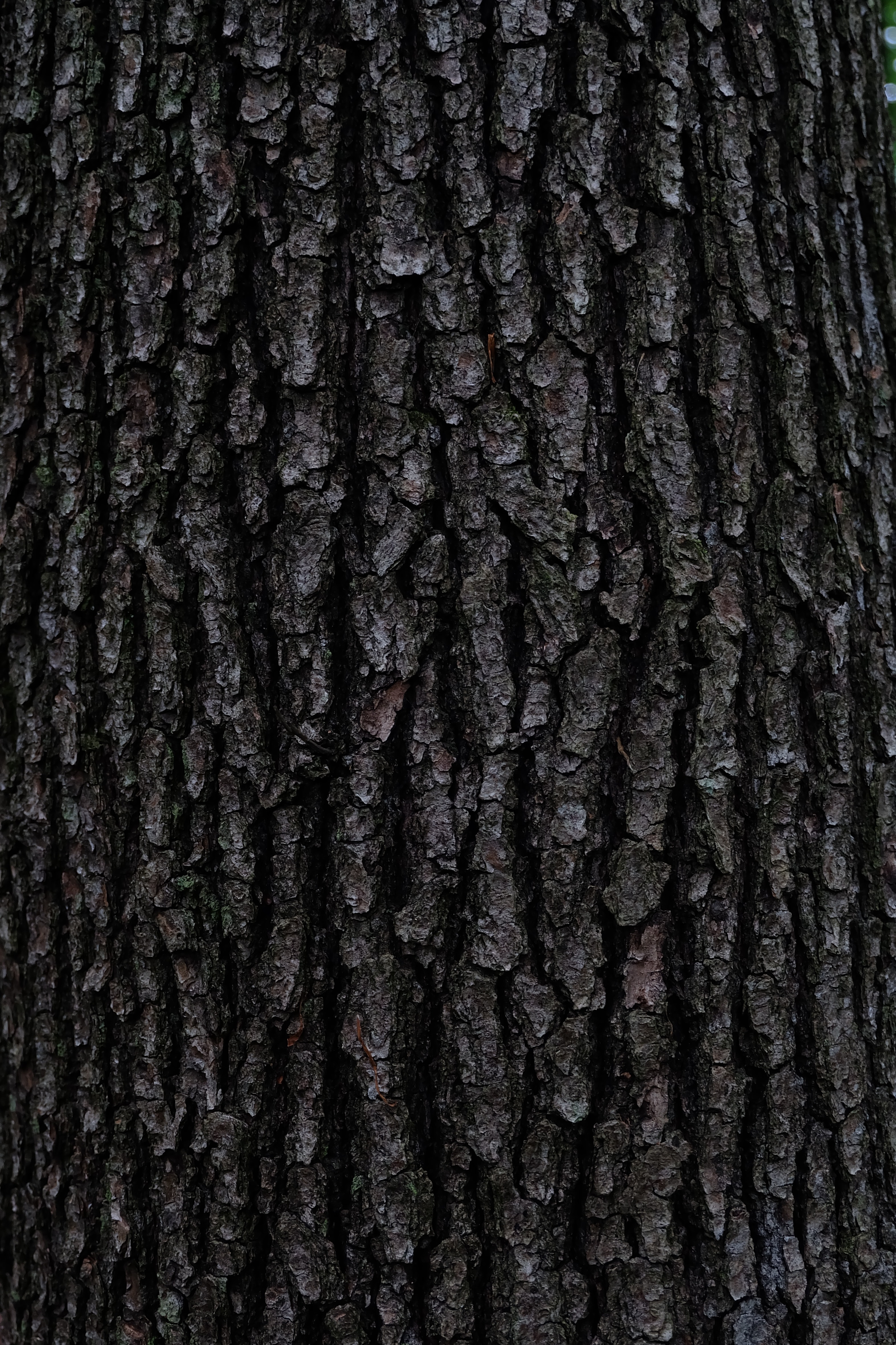 Download mobile wallpaper Textures, Wood, Tree, Texture, Relief, Bark for free.
