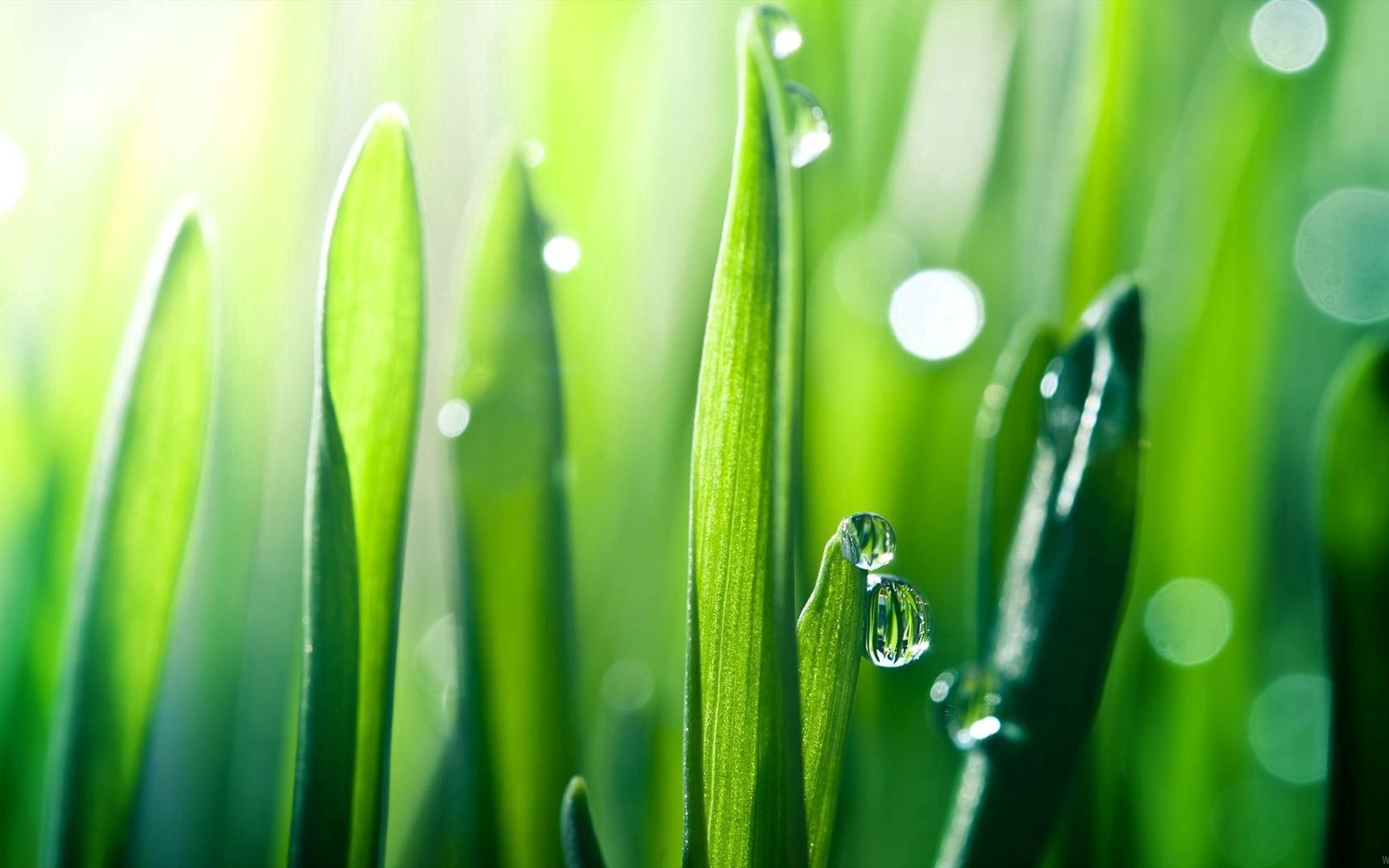grass, smooth, blur, drops, macro, dew cell phone wallpapers