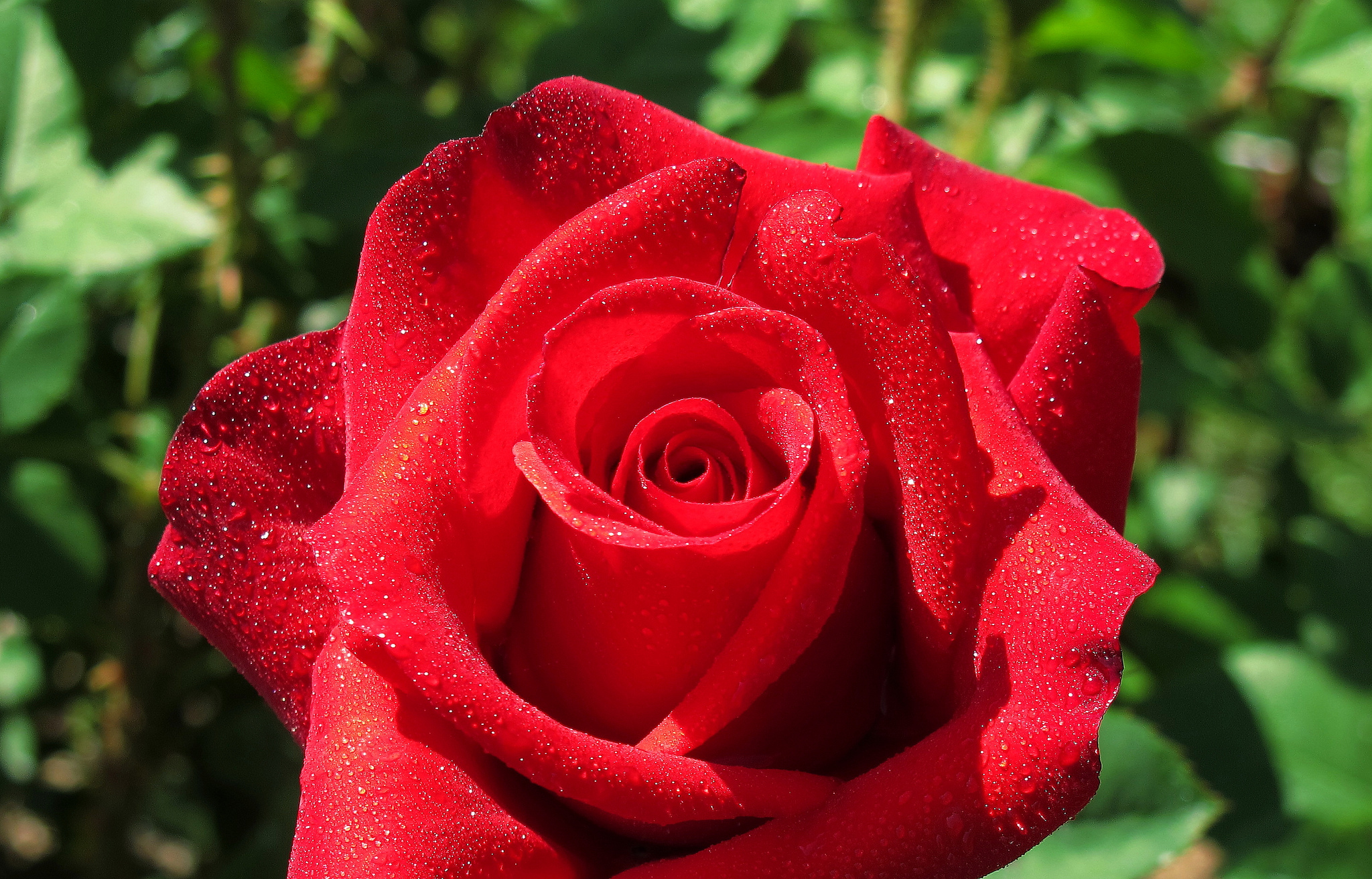 rose, rose flower, drops, macro, petals Smartphone Background