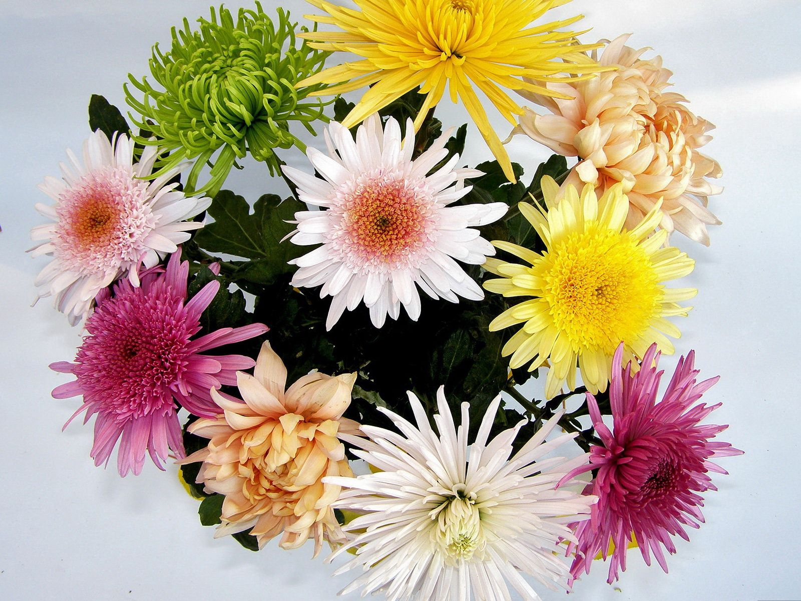 Different bouquet, chrysanthemum, flowers, bright 8k Backgrounds