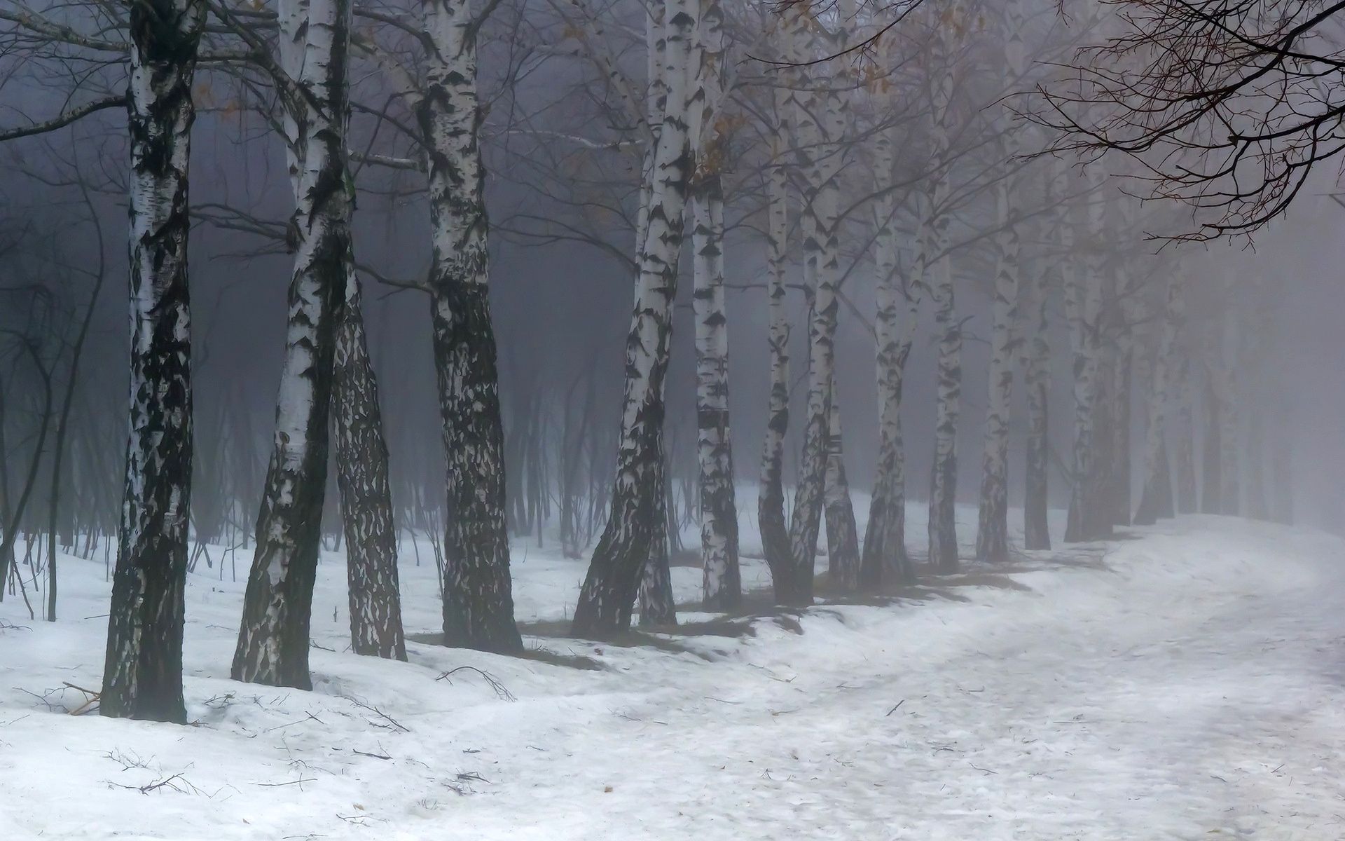 52547 Bild herunterladen natur, schnee, birken, nebel - Hintergrundbilder und Bildschirmschoner kostenlos
