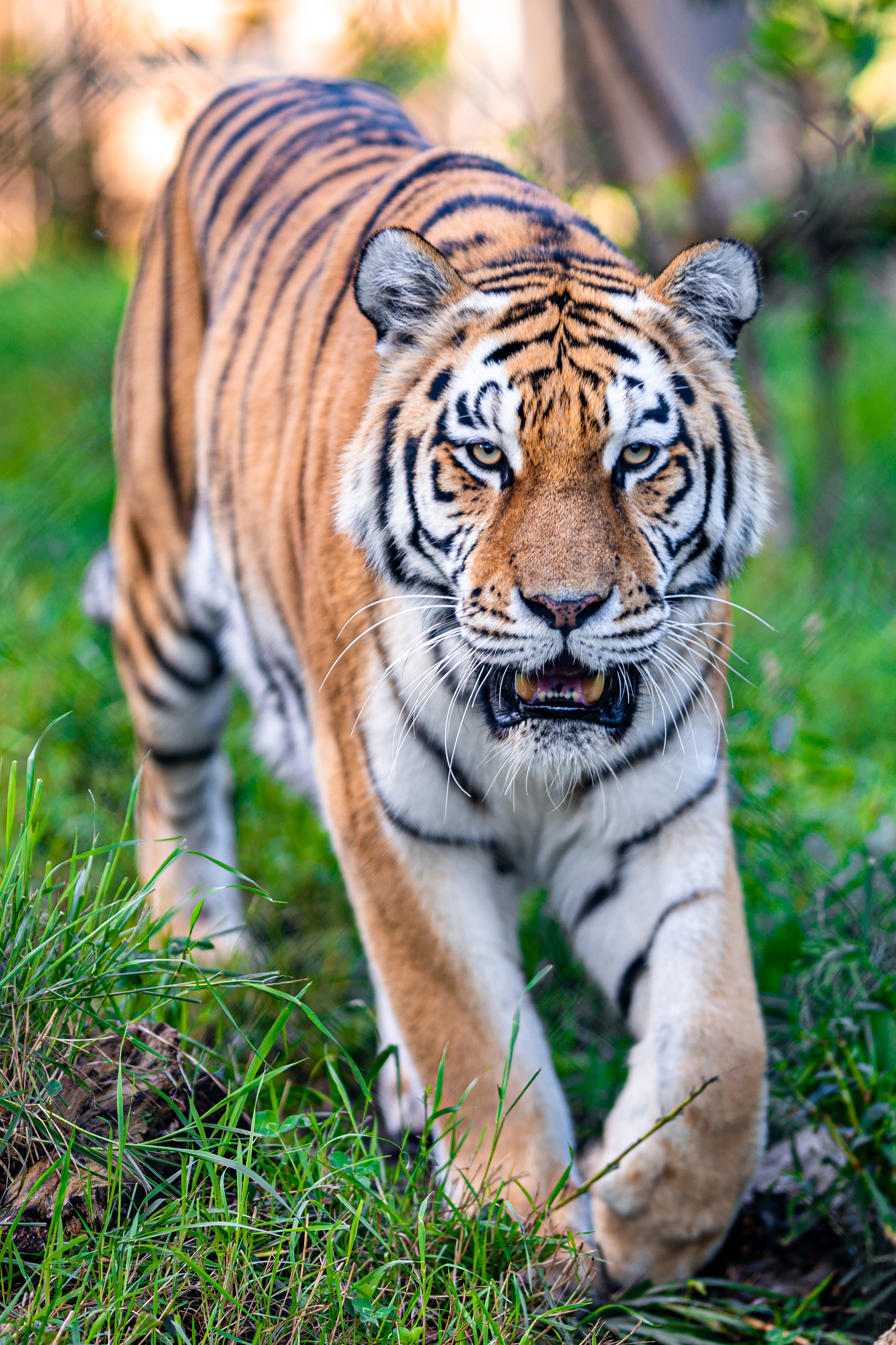 animals, big cat, predator, tiger, to fall, mouth, animal Free Stock Photo