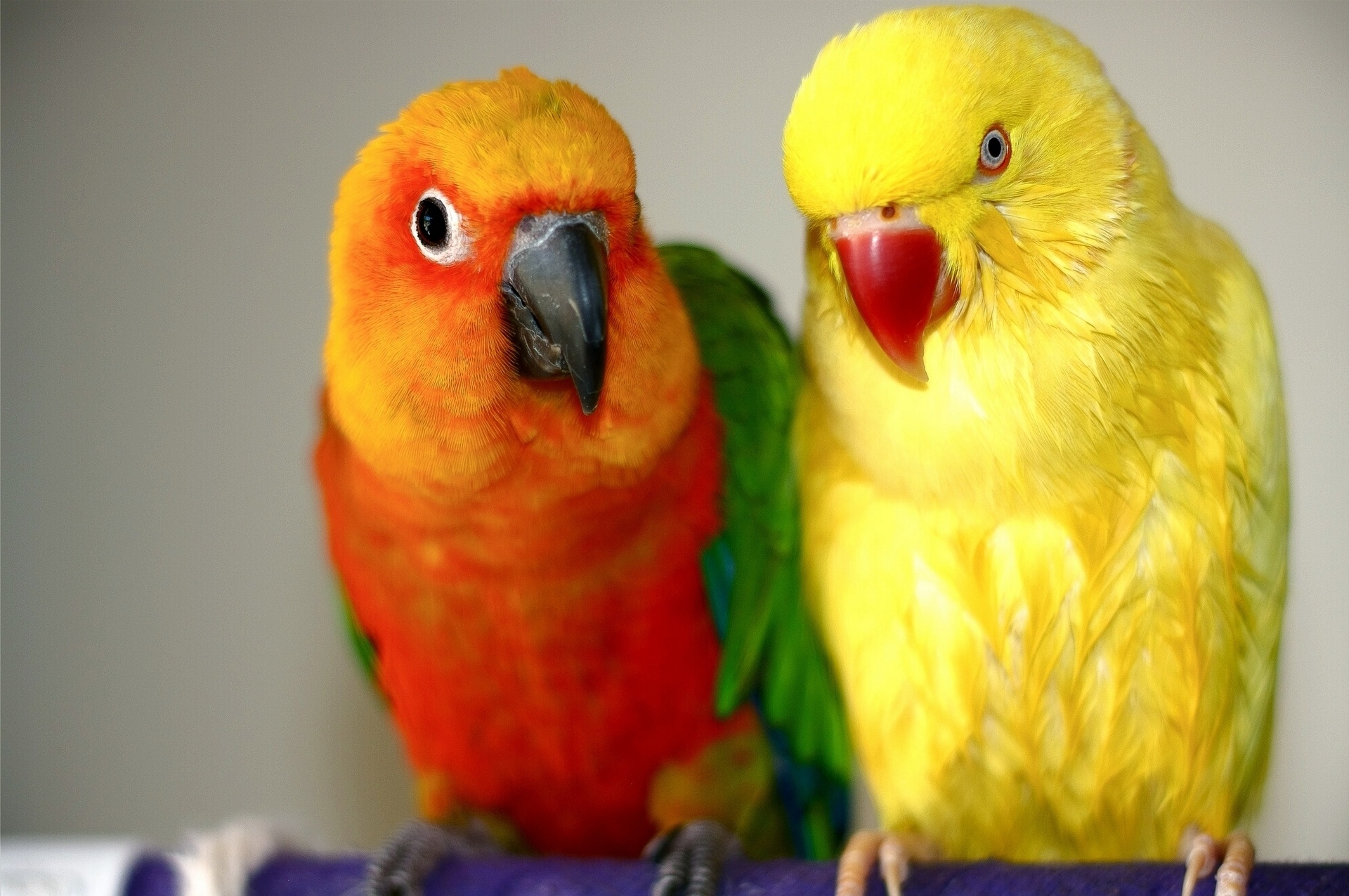 Laden Sie das Vögel, Tiere, Papageien, Paar, Endaya, Yendaya-Bild kostenlos auf Ihren PC-Desktop herunter