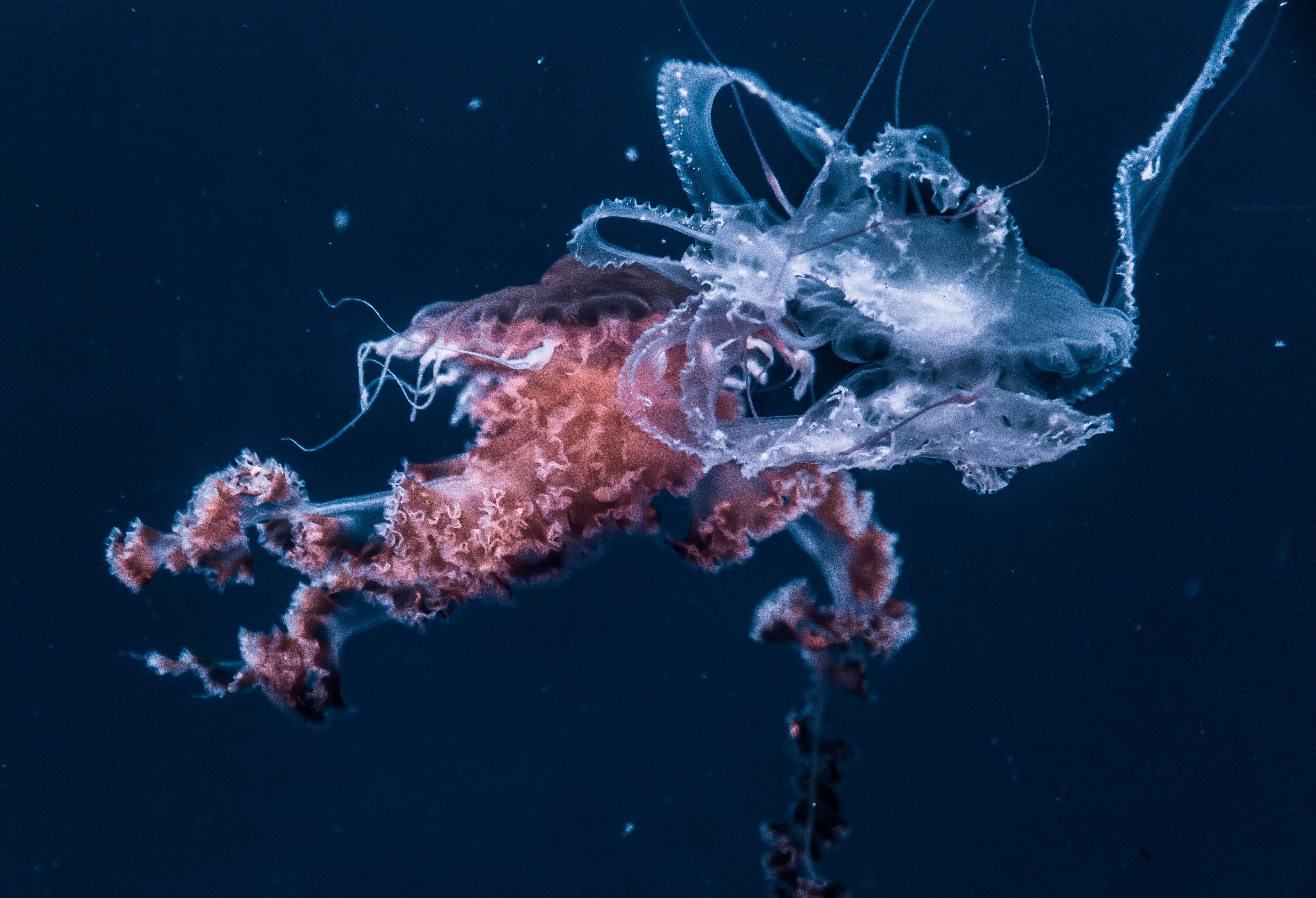 underwater world, animals, jellyfish, ocean Windows Mobile Wallpaper