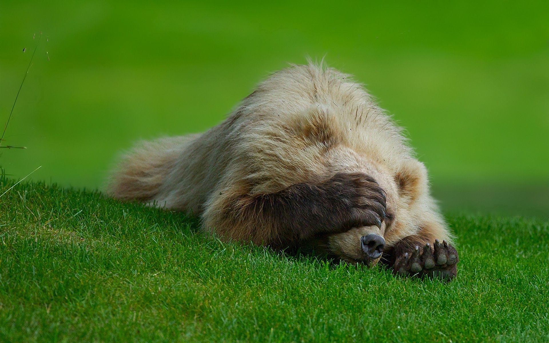 animals, grass, to lie down, lie, bear, hide, paw QHD