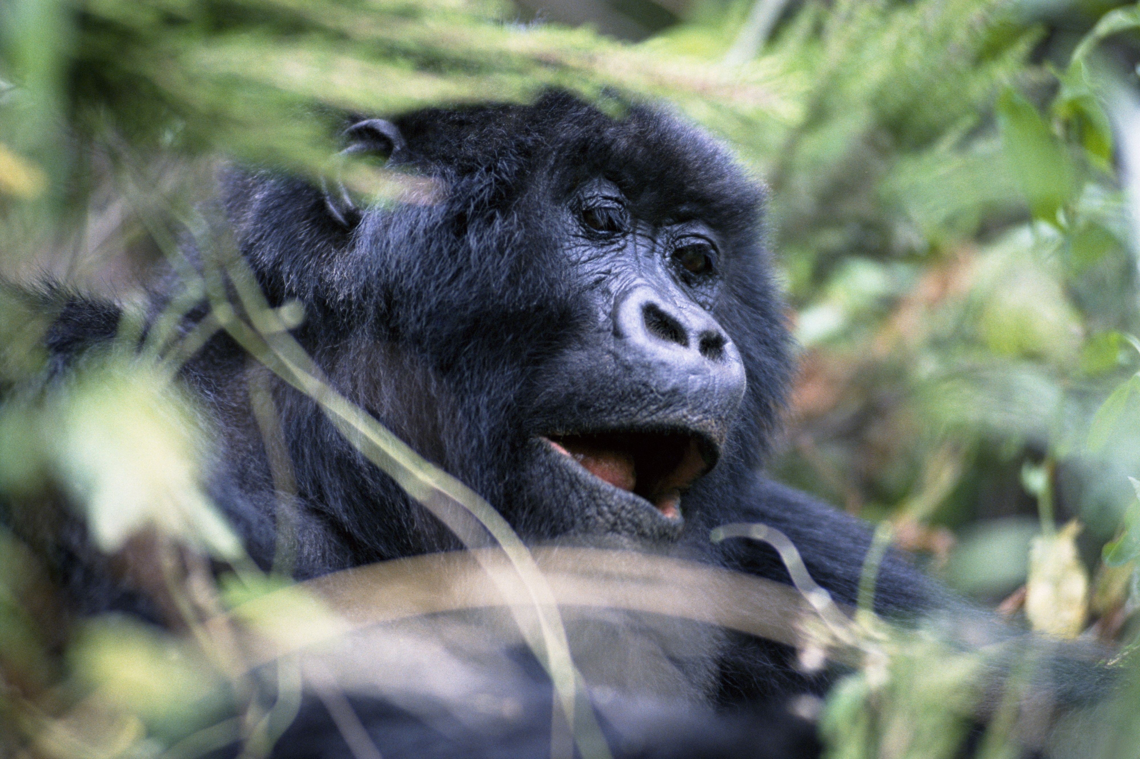 50872 Bild herunterladen tiere, schnauze, gorilla, ein affe, affe, sicht, meinung - Hintergrundbilder und Bildschirmschoner kostenlos