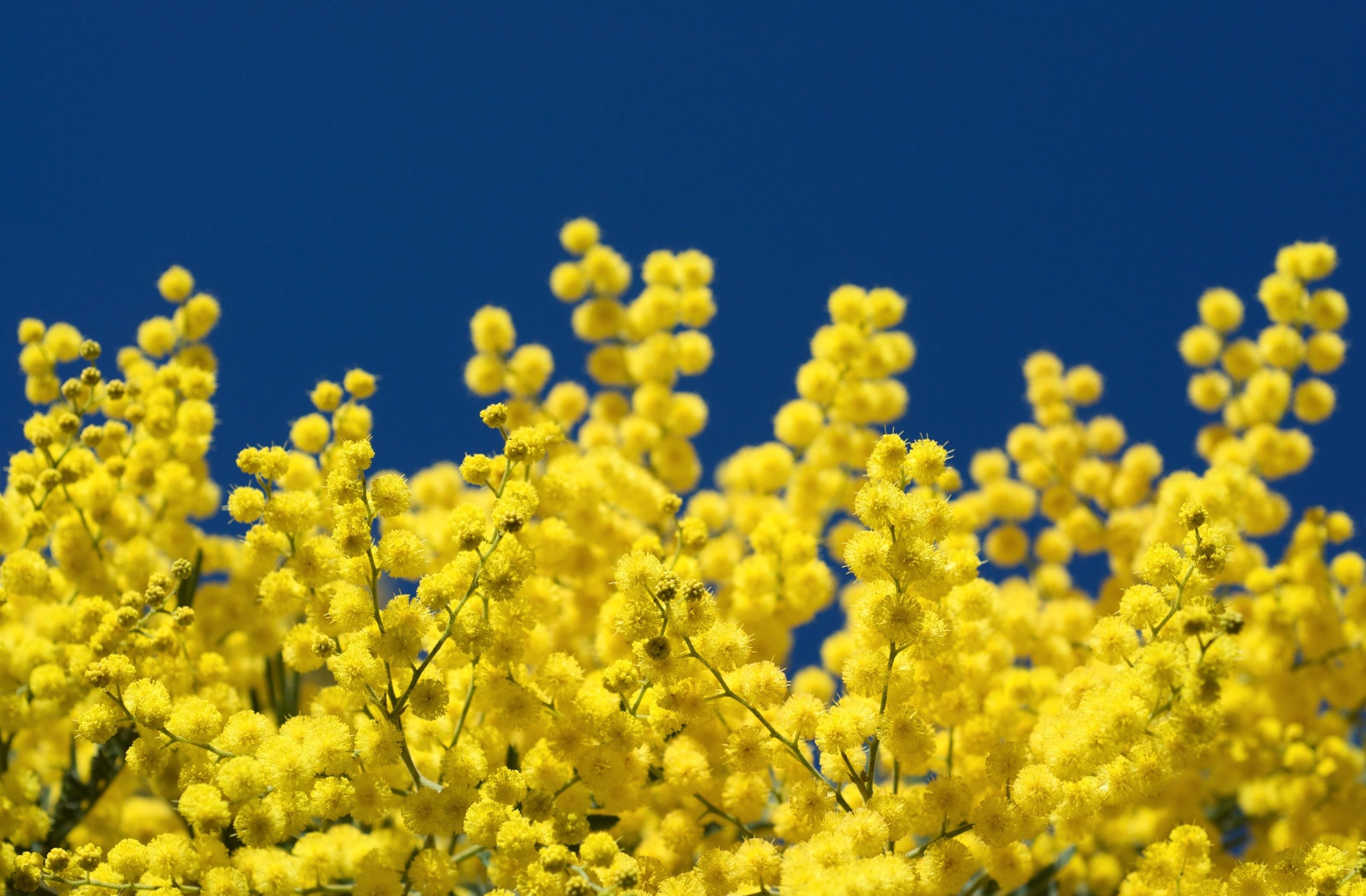 139497 download free Yellow wallpapers for computer, fluffy, mimosa, flowers, close up Yellow pictures and backgrounds for desktop