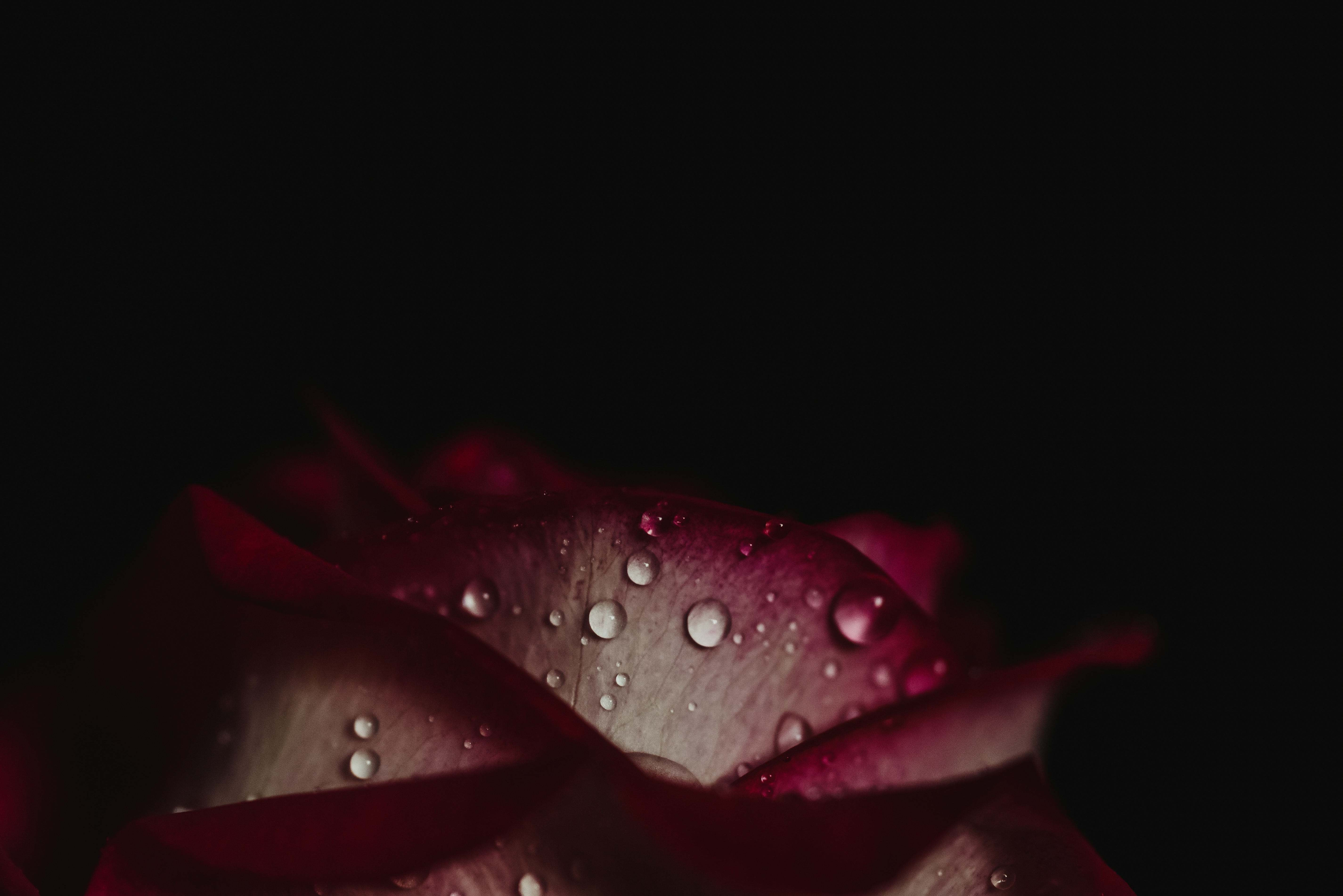 Cool HD Wallpaper petals, rose, dark, rose flower