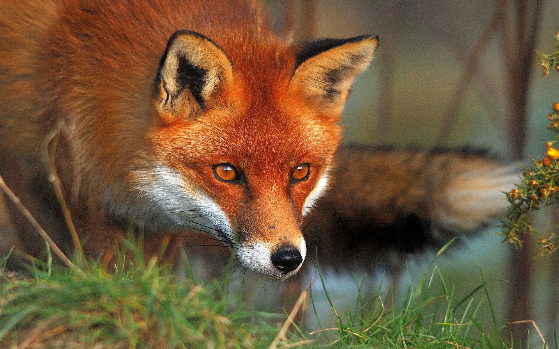 fox, grass, animals, fluffy, muzzle HD wallpaper