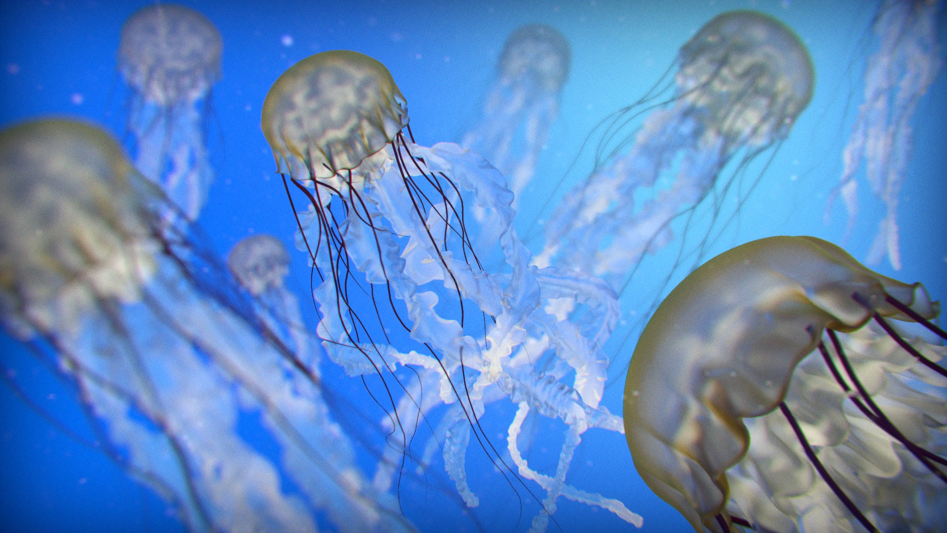 Море живое существо. Медуза cyanea lamarckii. Медуза: Воскрешение медузы. Scyphozoa Сцифоидные медузы. Медуза Туритопсис нутрикула.