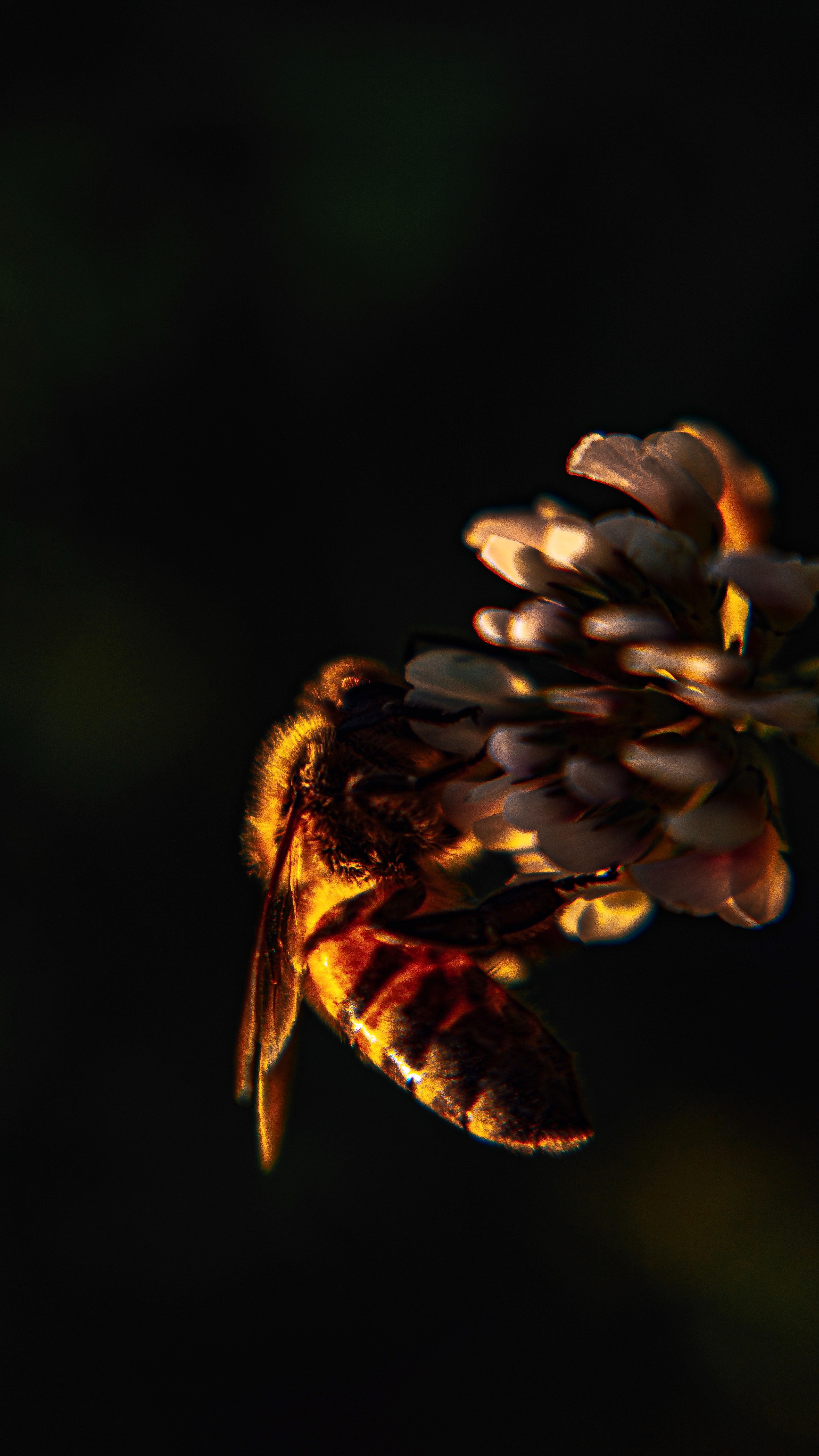Laden Sie das Blume, Makro, Insekt, Biene, Kleeblatt, Klee-Bild kostenlos auf Ihren PC-Desktop herunter