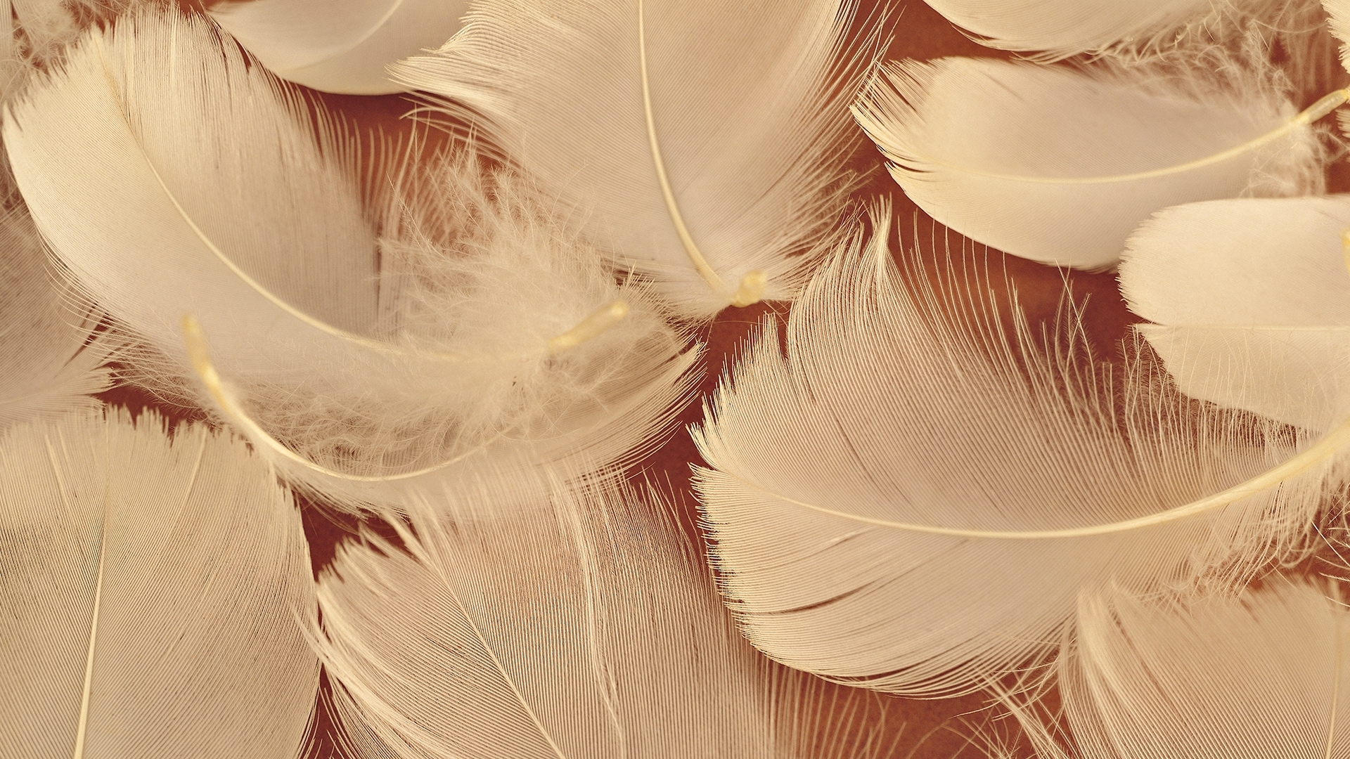 objects, feather, orange lock screen backgrounds