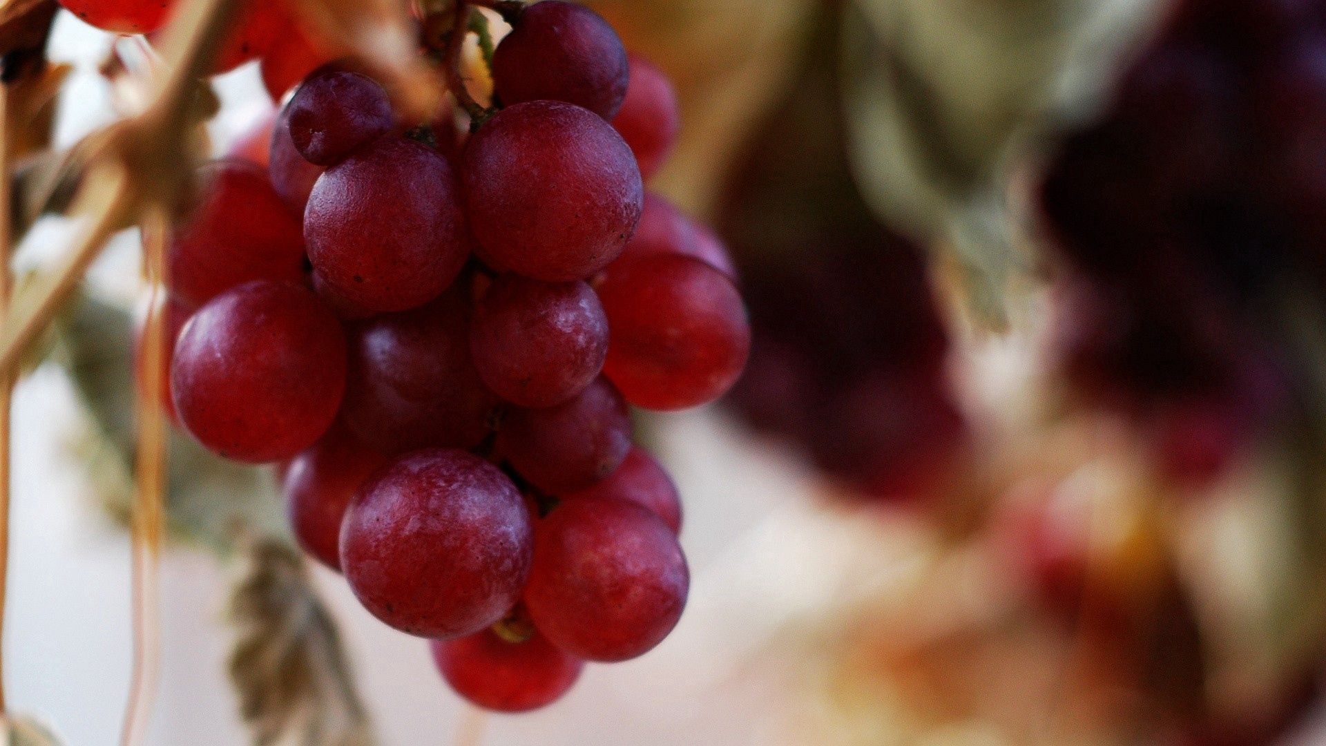 145024 Screensavers and Wallpapers Berry for phone. Download grapes, plant, macro, branch, berry, brush pictures for free