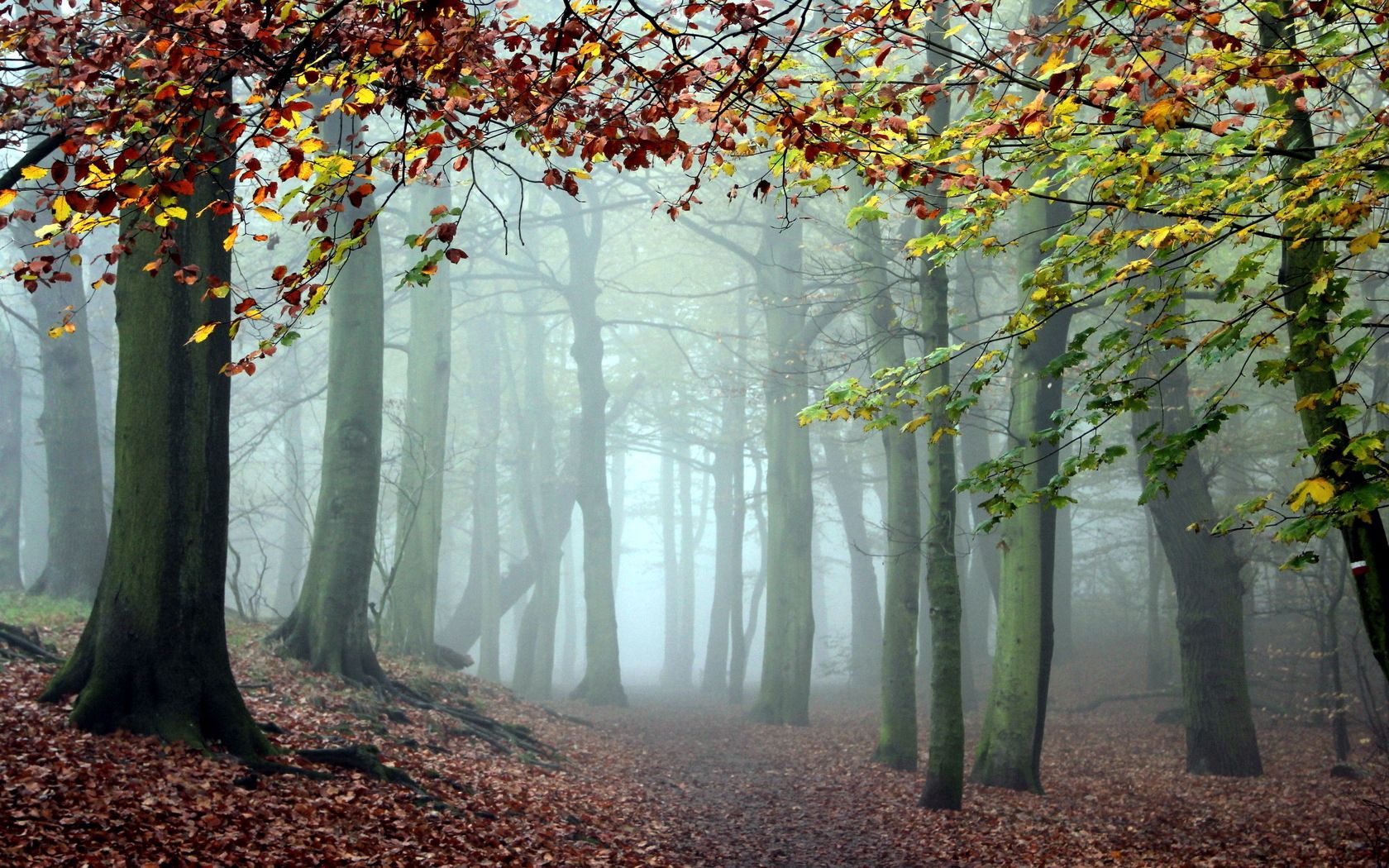 cool, path, nature, trees, forest, fog, morning, trail, coolness
