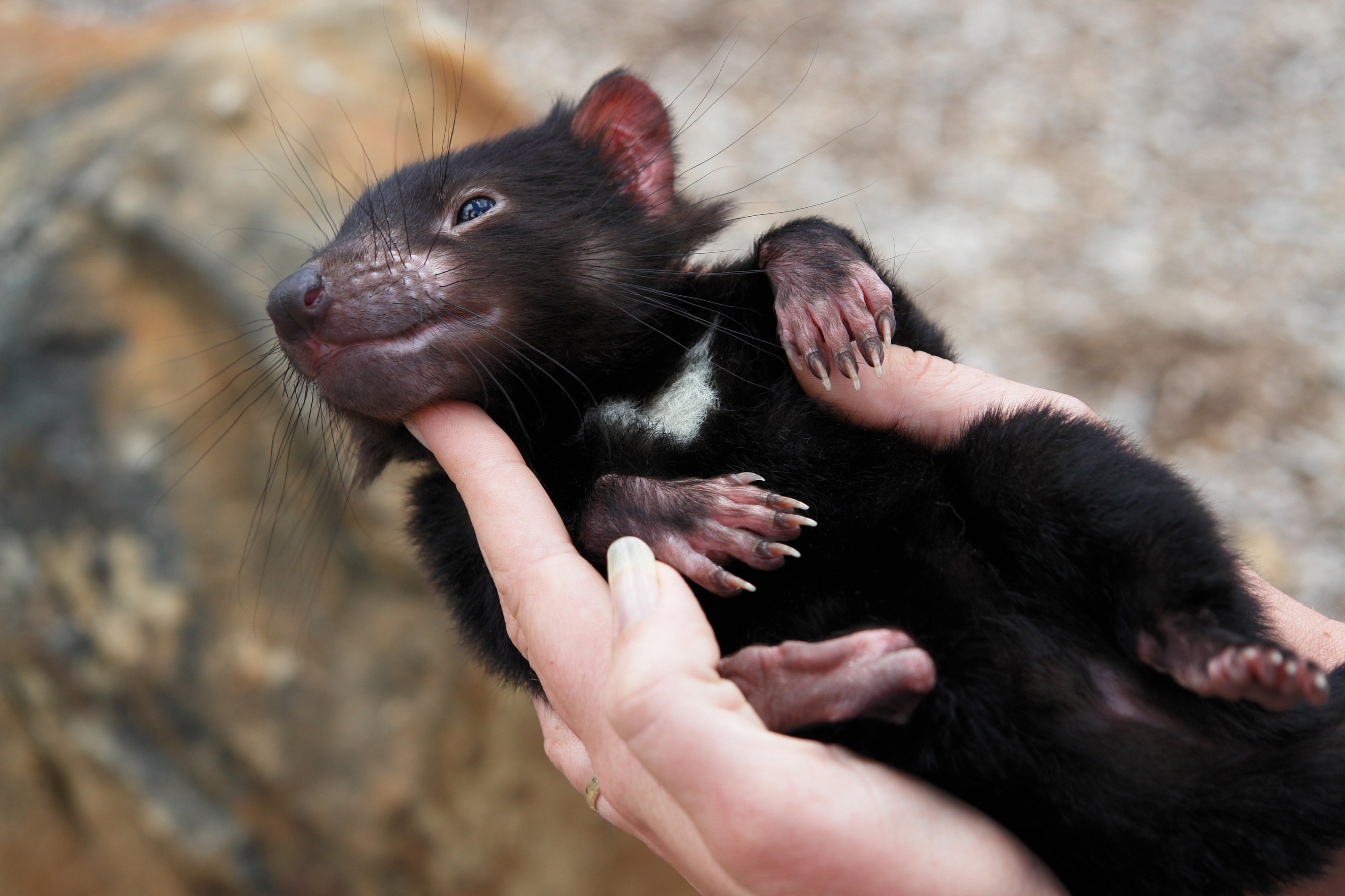 Kostenlose Tasmanischer Teufel HD-Bilder herunterladen