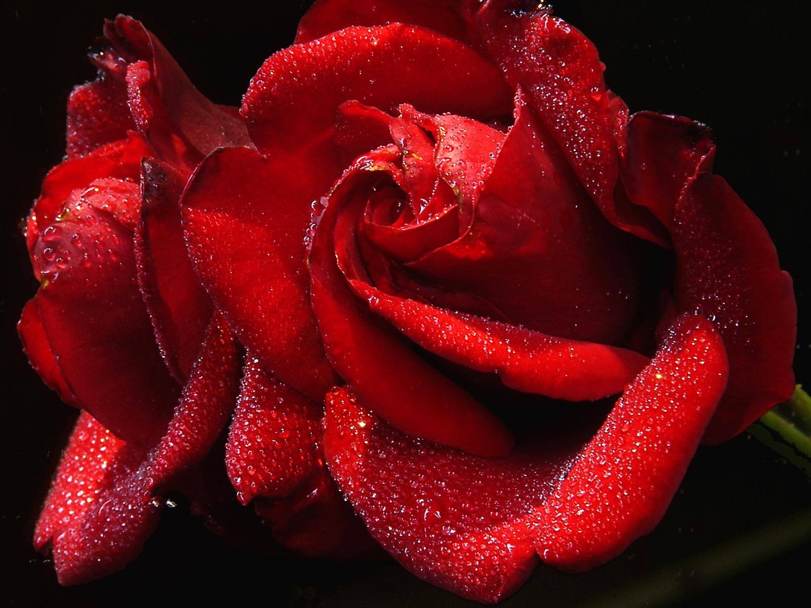 3321 завантажити шпалери рози, рослини, квіти, червоний - заставки і картинки безкоштовно