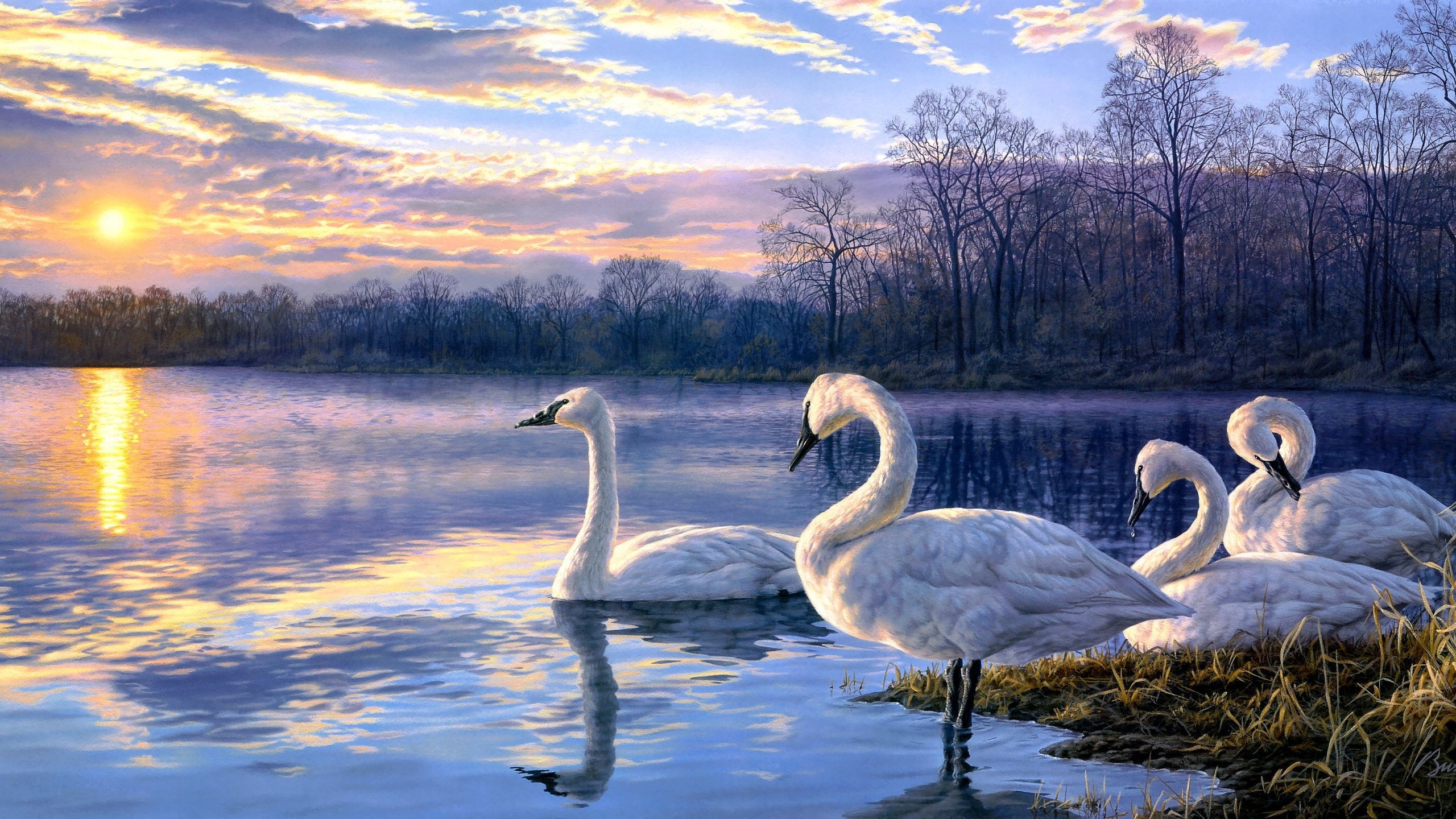 Лебеди на озере ВАНГОГВОМНЕ