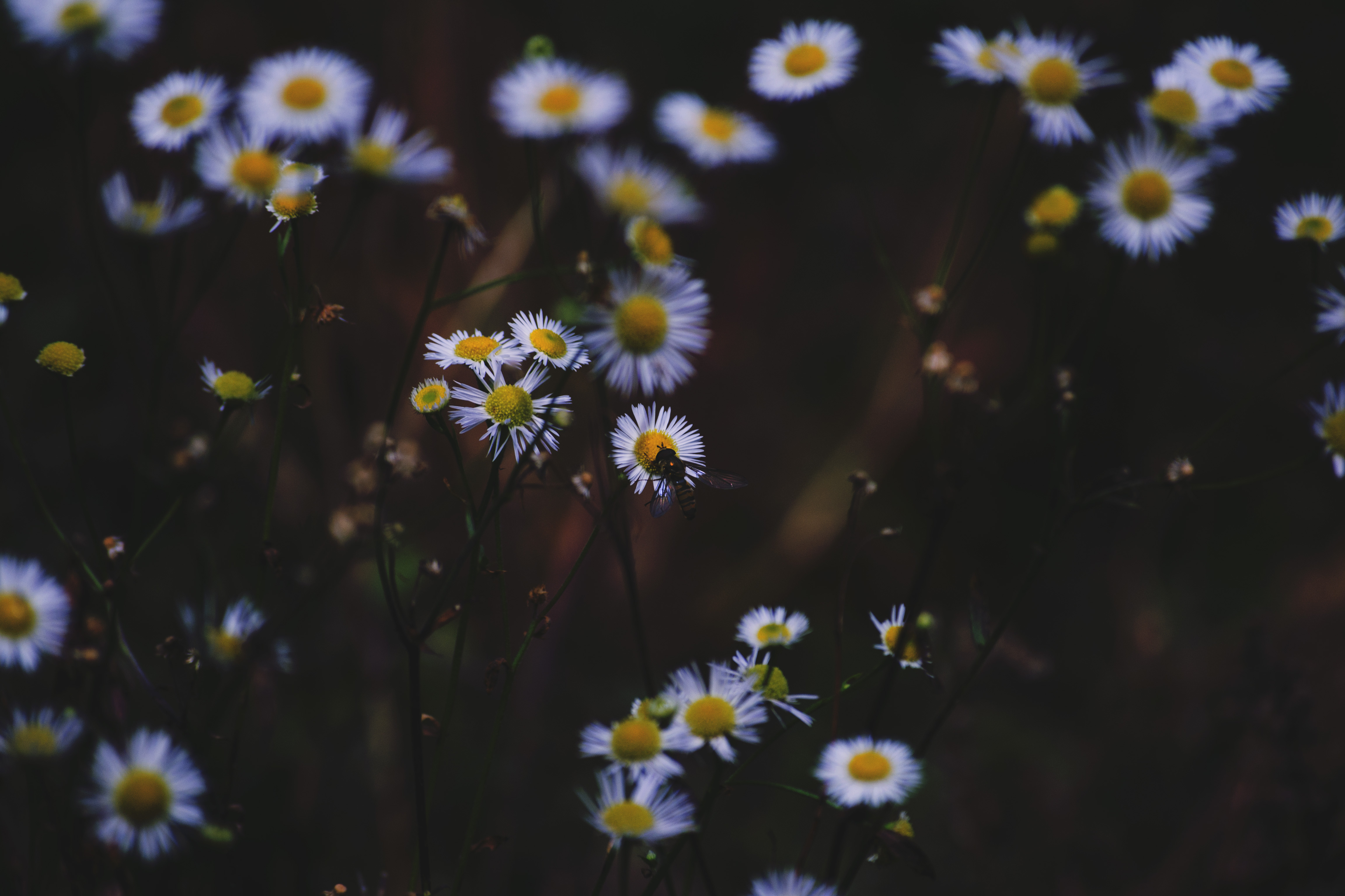 flowers, camomile, macro, insect QHD