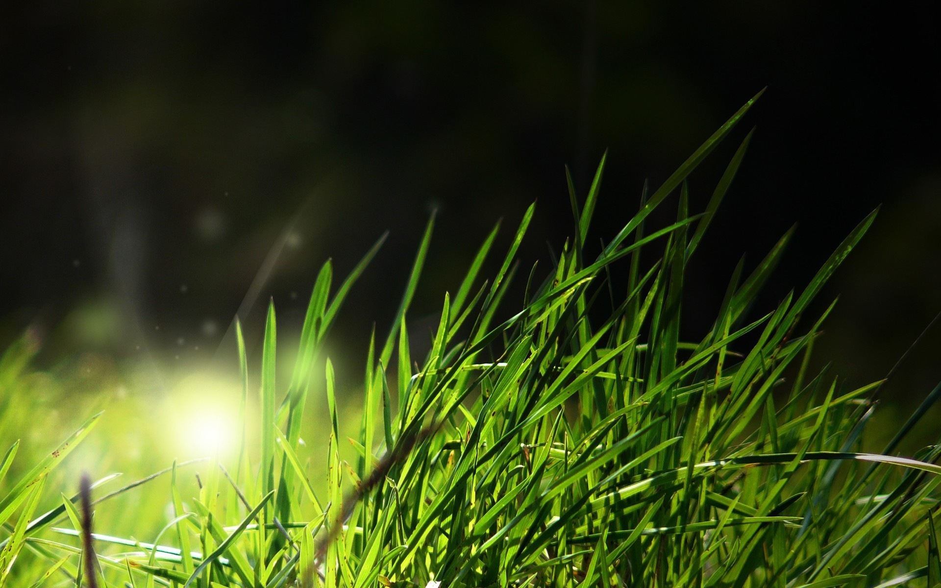 12473 download wallpaper plants, grass, background, black screensavers and pictures for free