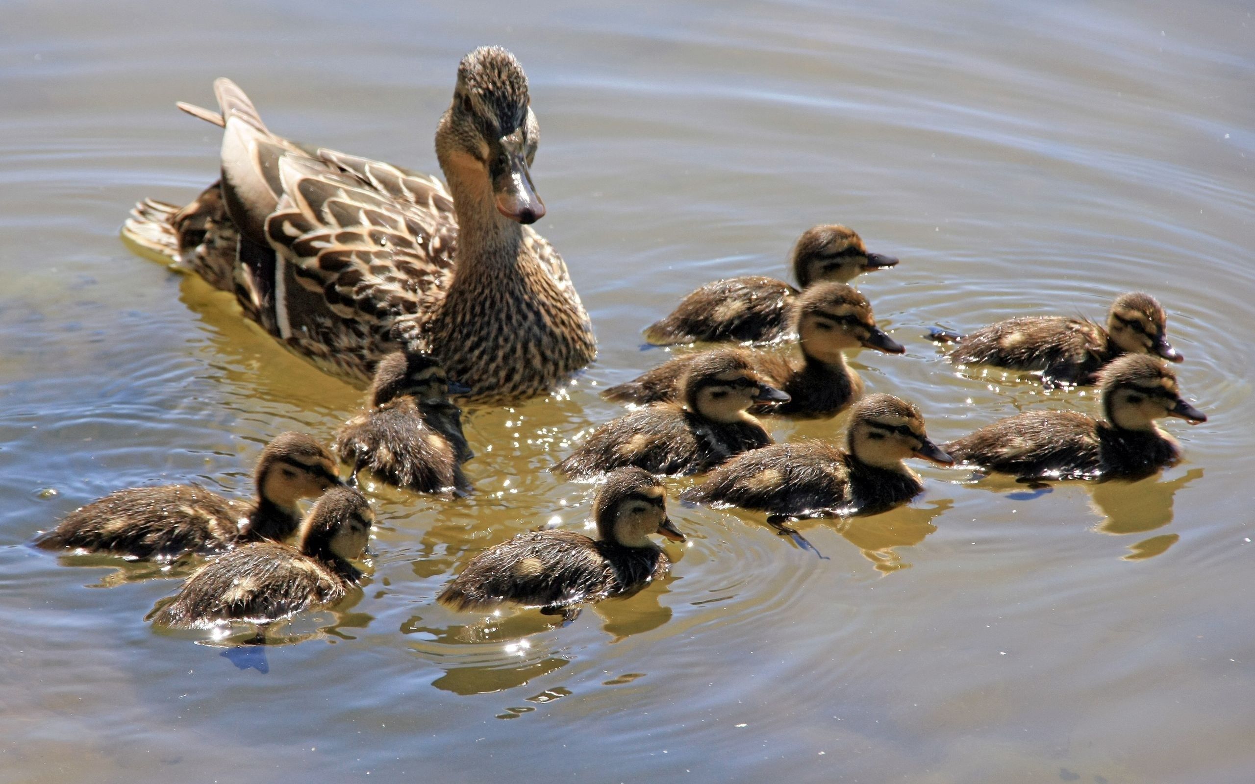 Laden Sie das Tiere, Ducks, Schwimmen, Die Familie, Familie, Viel-Bild kostenlos auf Ihren PC-Desktop herunter