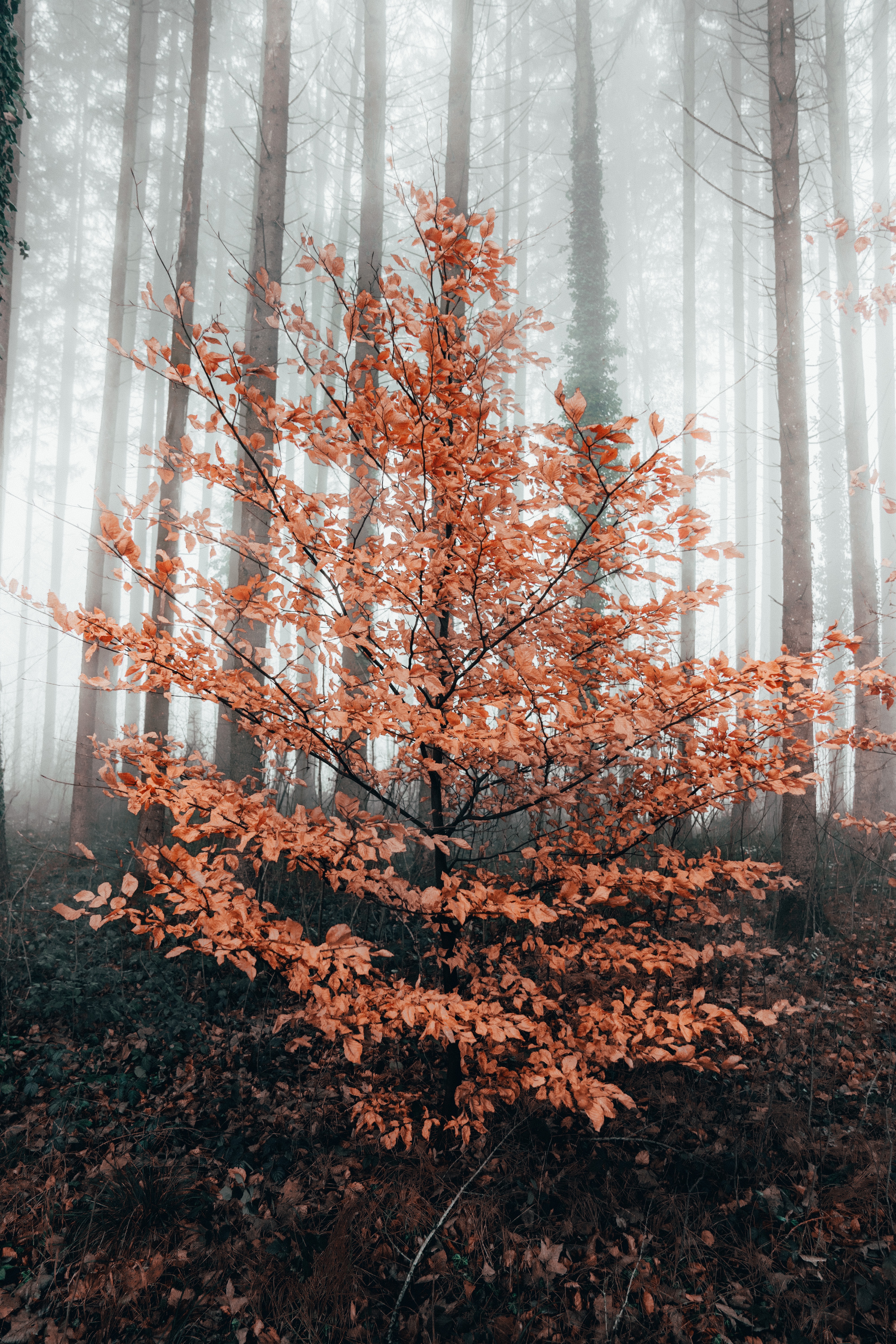 50974 завантажити шпалери природа, осінь, ліс, дерево, туман - заставки і картинки безкоштовно