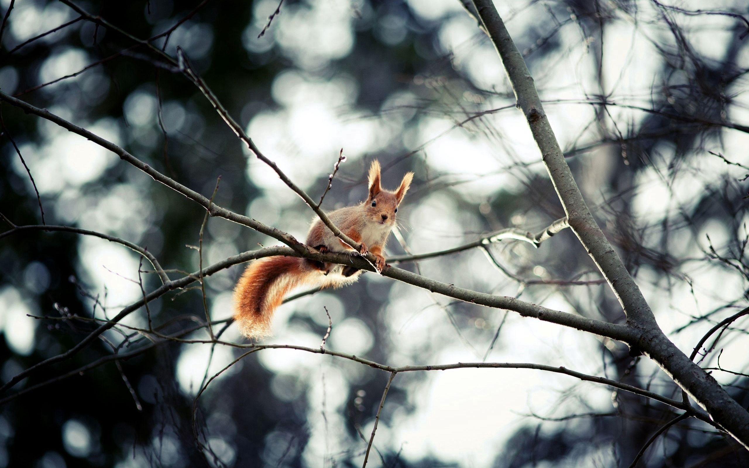 squirrel, animals, sit, branch, hide, animal 1080p