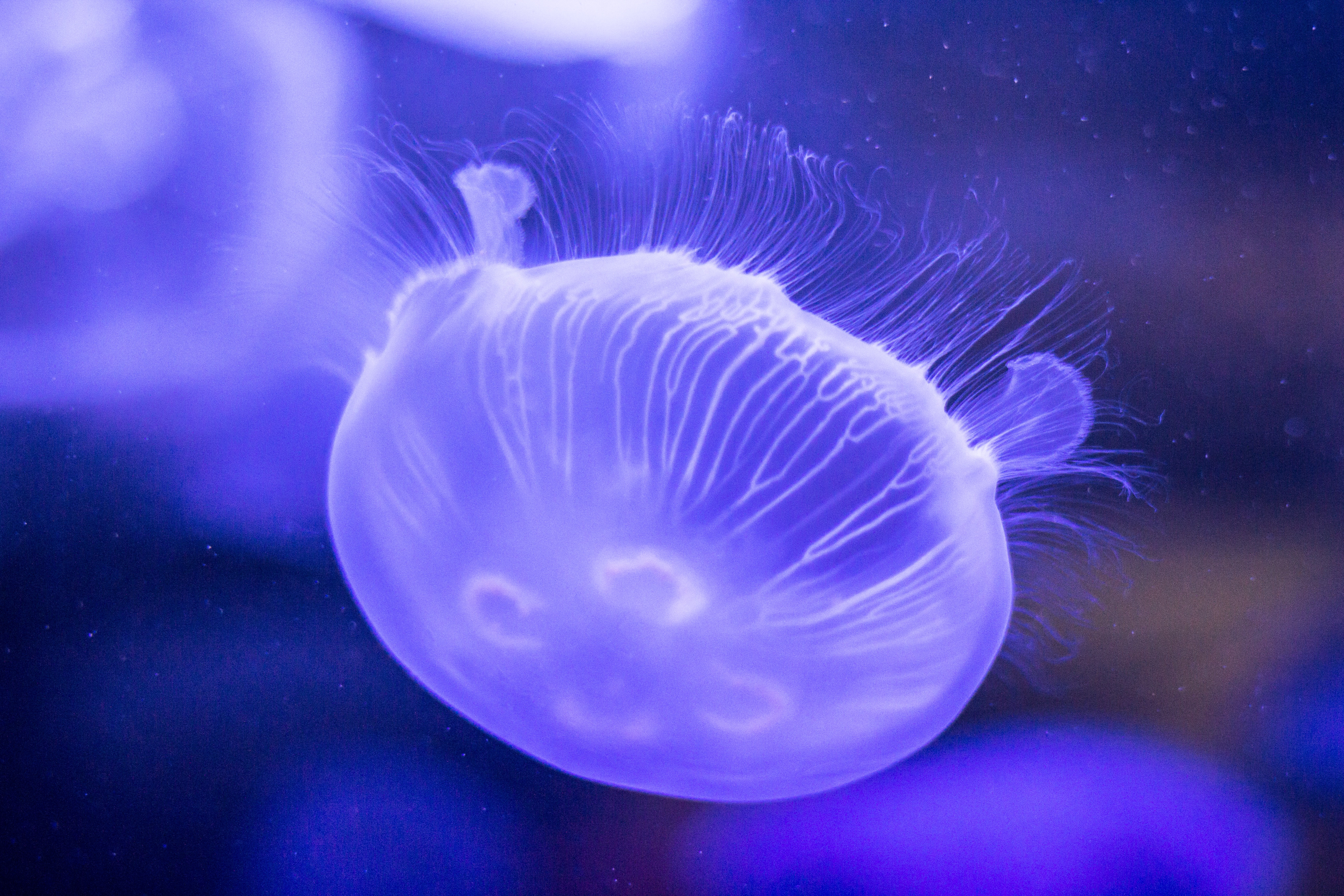 1080p pic animals, jellyfish, underwater world, lilac