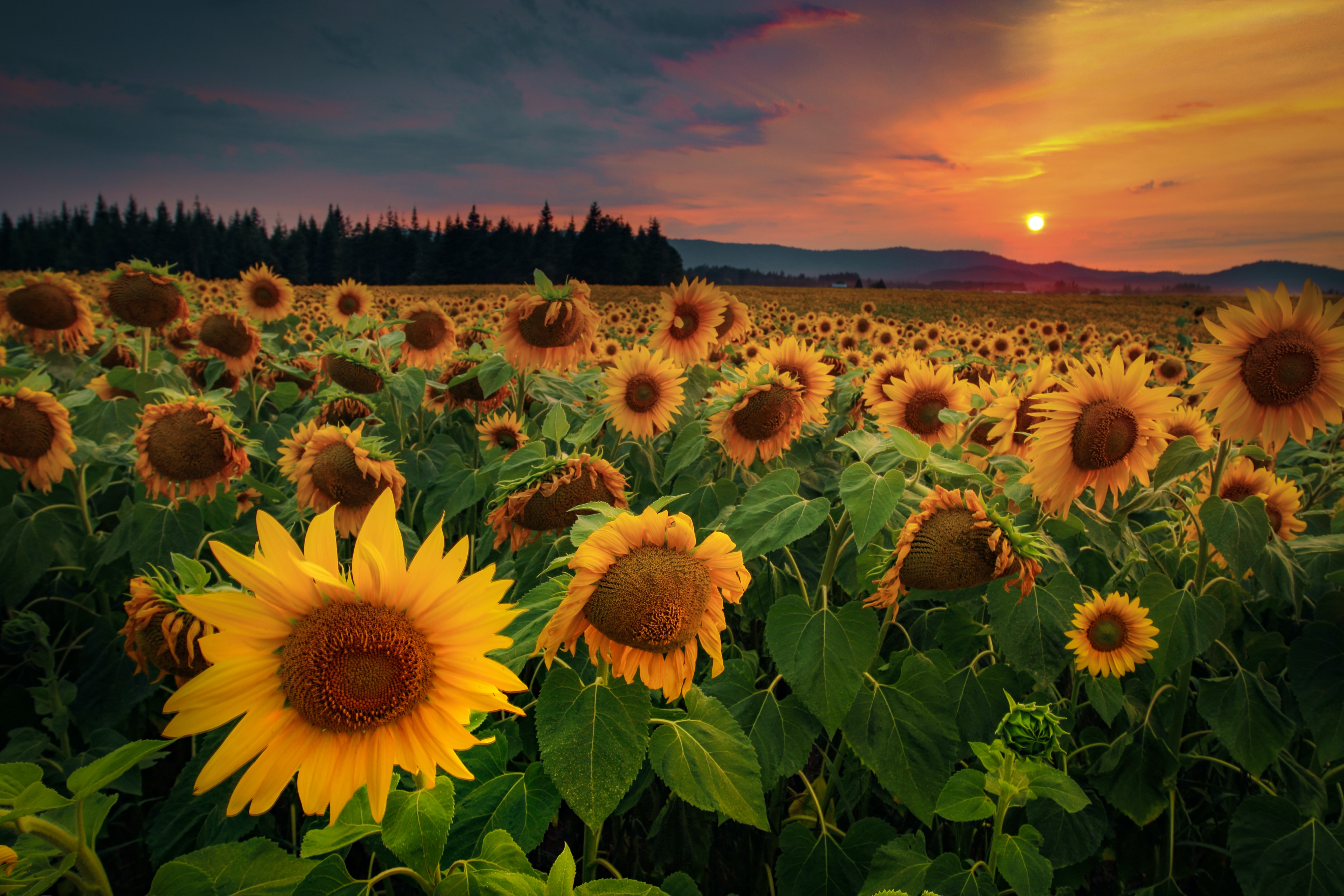Download mobile wallpaper Flowers, Sunflowers, Forest, Field for free.
