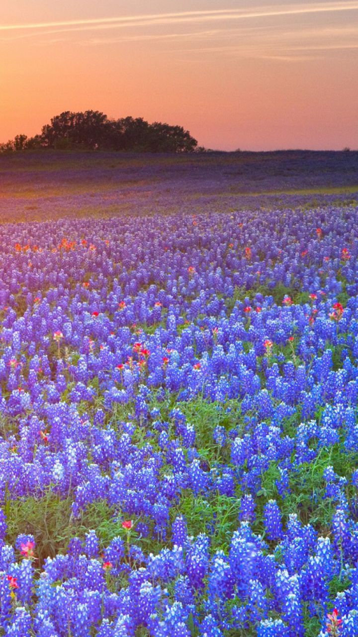 1284596 descargar fondo de pantalla tierra/naturaleza, bluebonnets de texas, amanecer, flor, atardecer, puesta de sol, texas: protectores de pantalla e imágenes gratis