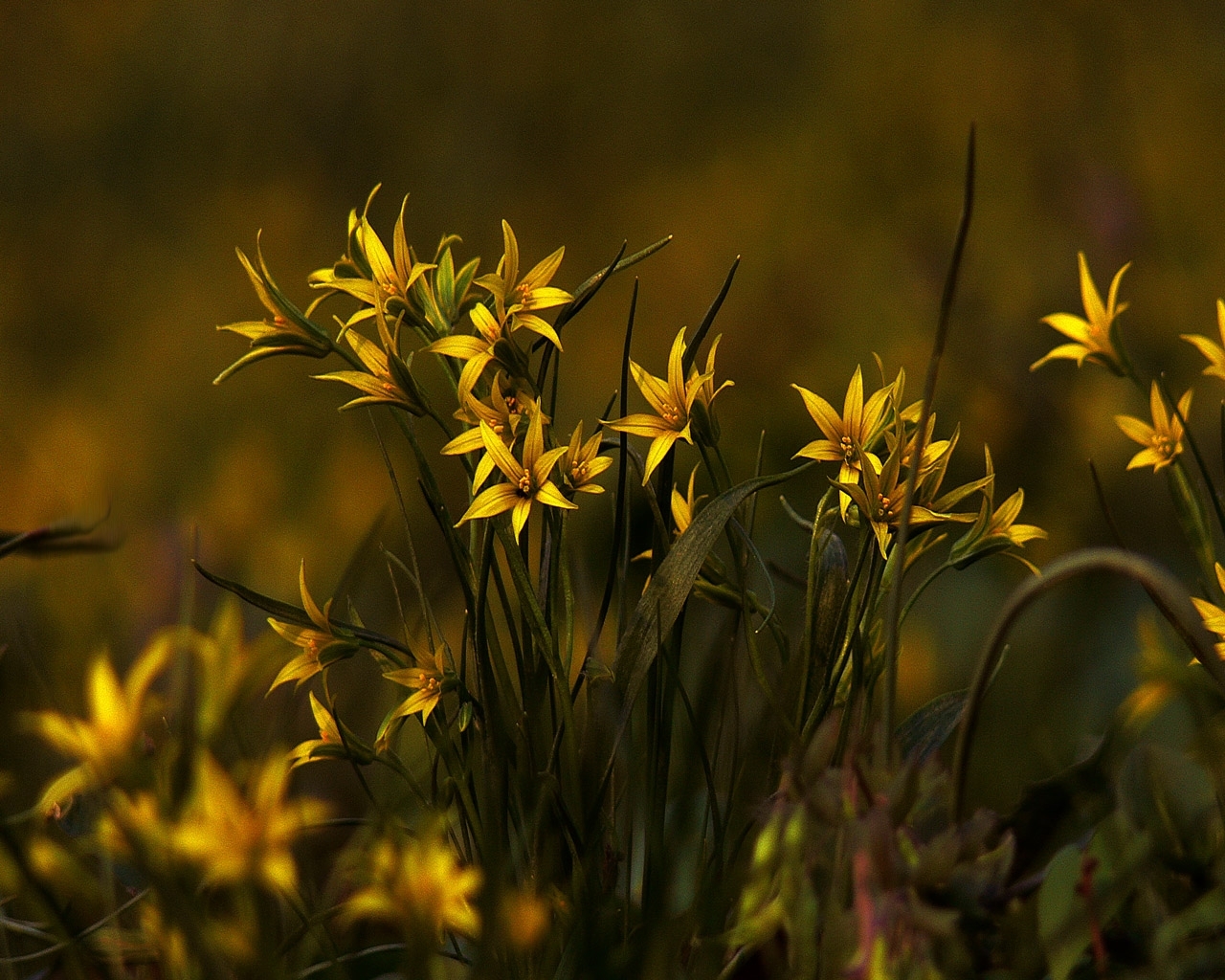 flowers, plants, yellow Smartphone Background