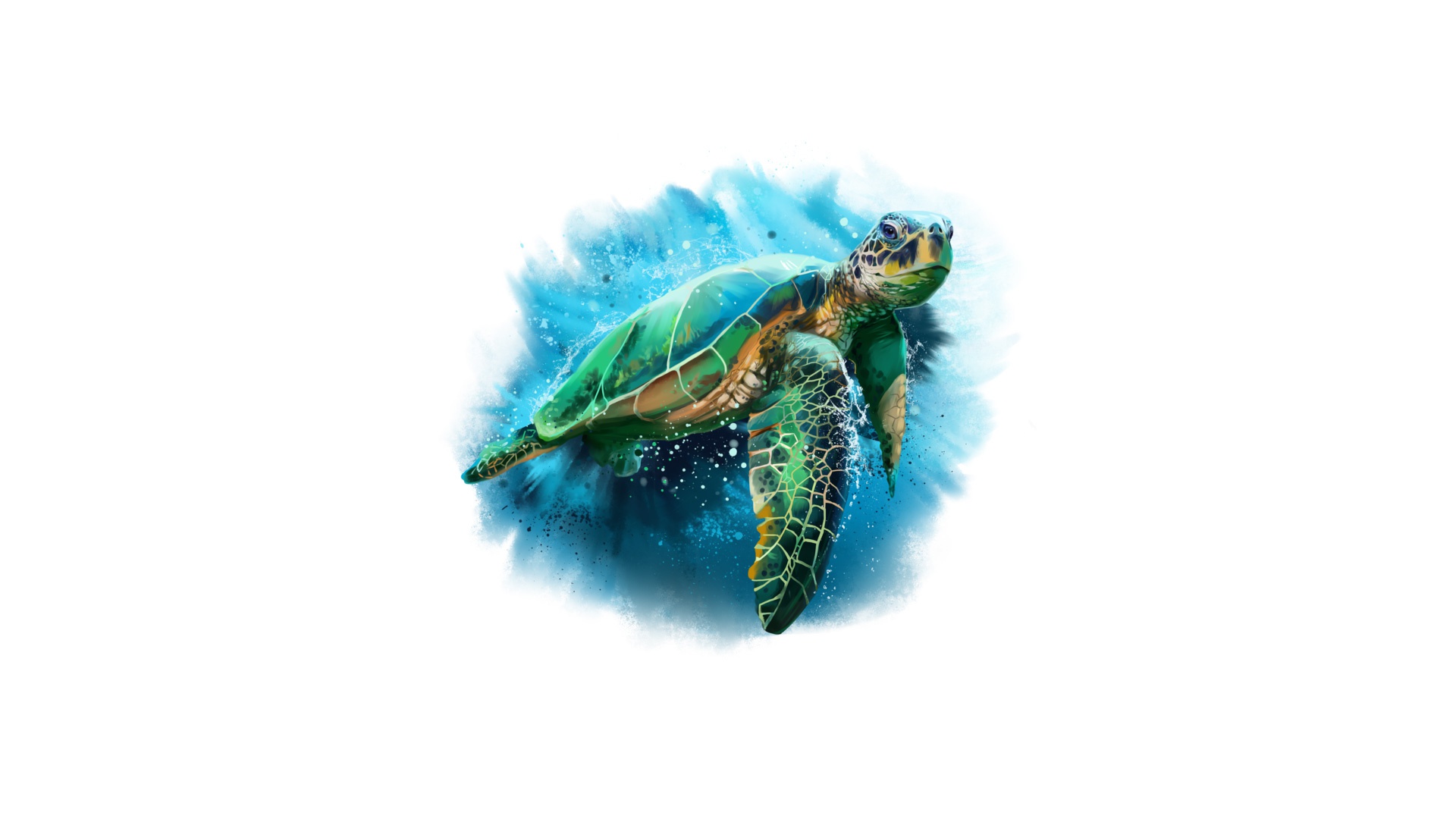 drawing, turtles, animal Ultrawide Wallpapers