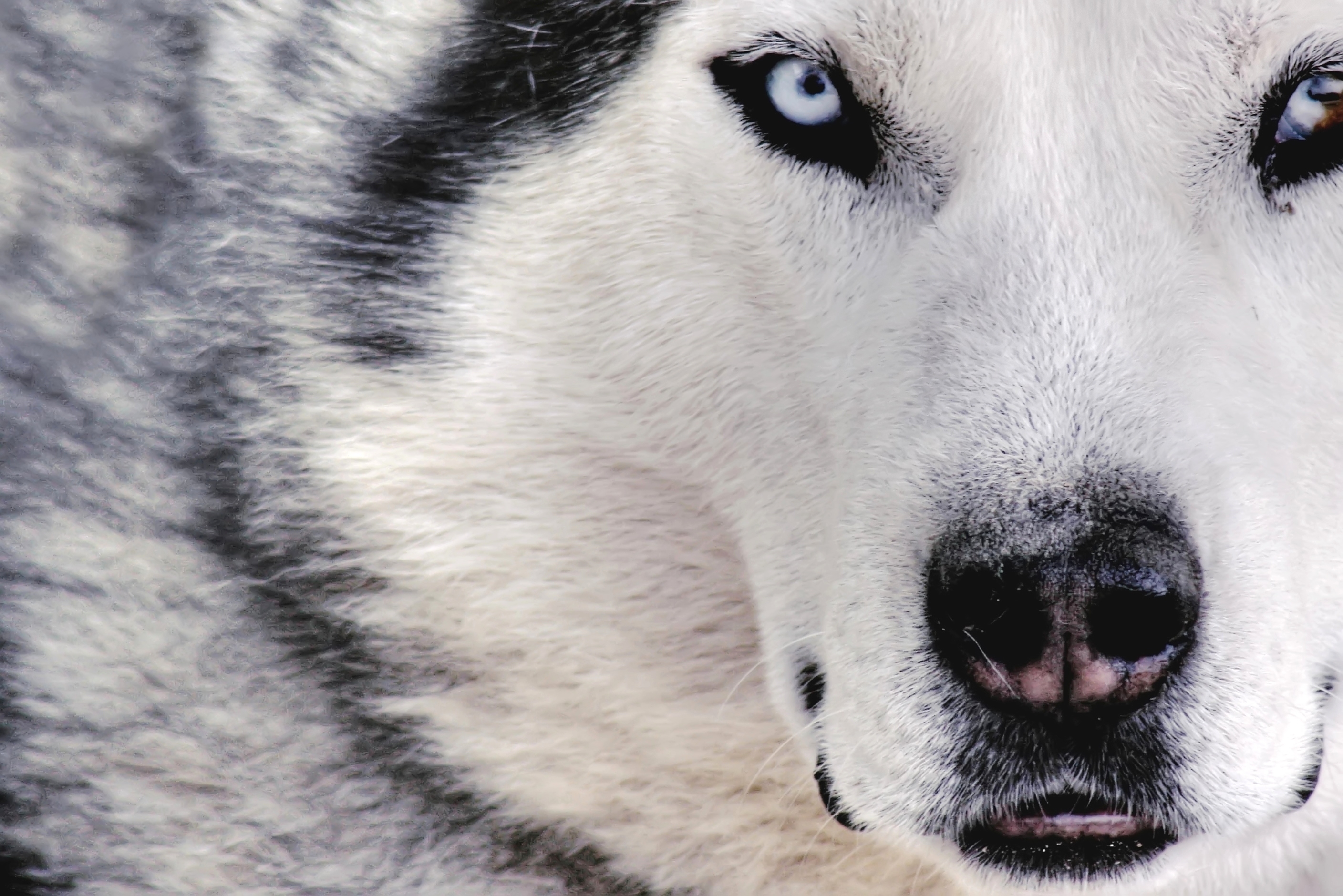93451 download wallpaper animals, dog, muzzle, spotted, spotty, sight, opinion, husky screensavers and pictures for free