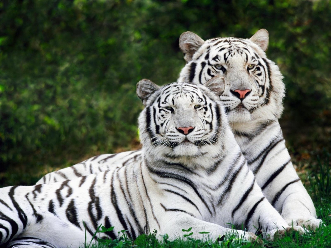 49533 télécharger le fond d'écran tigres, animaux - économiseurs d'écran et images gratuitement