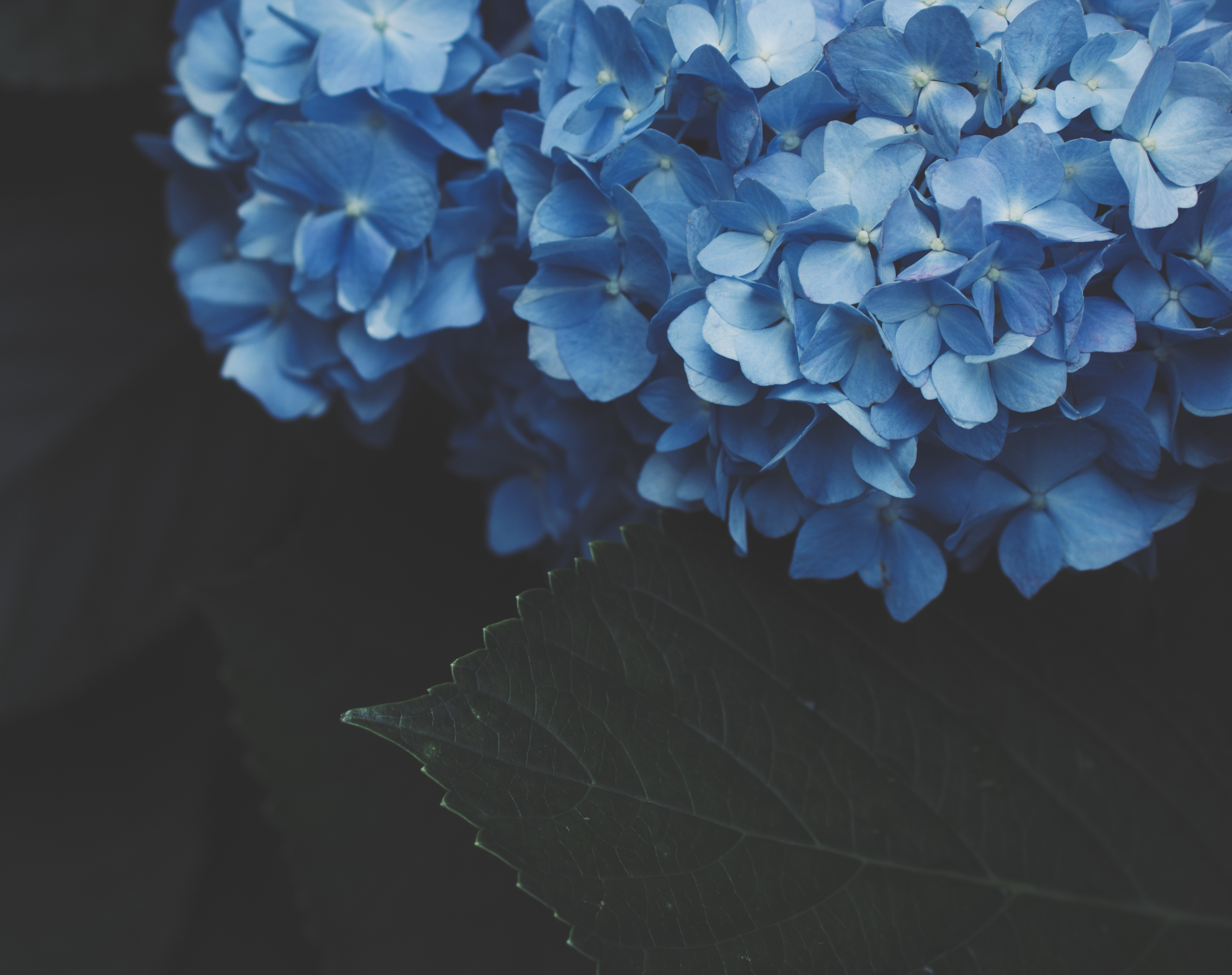 お使いの携帯電話の149159スクリーンセーバーと壁紙紫陽花。 フラワーズ, 咲く, 青, 青いの写真を無料でダウンロード