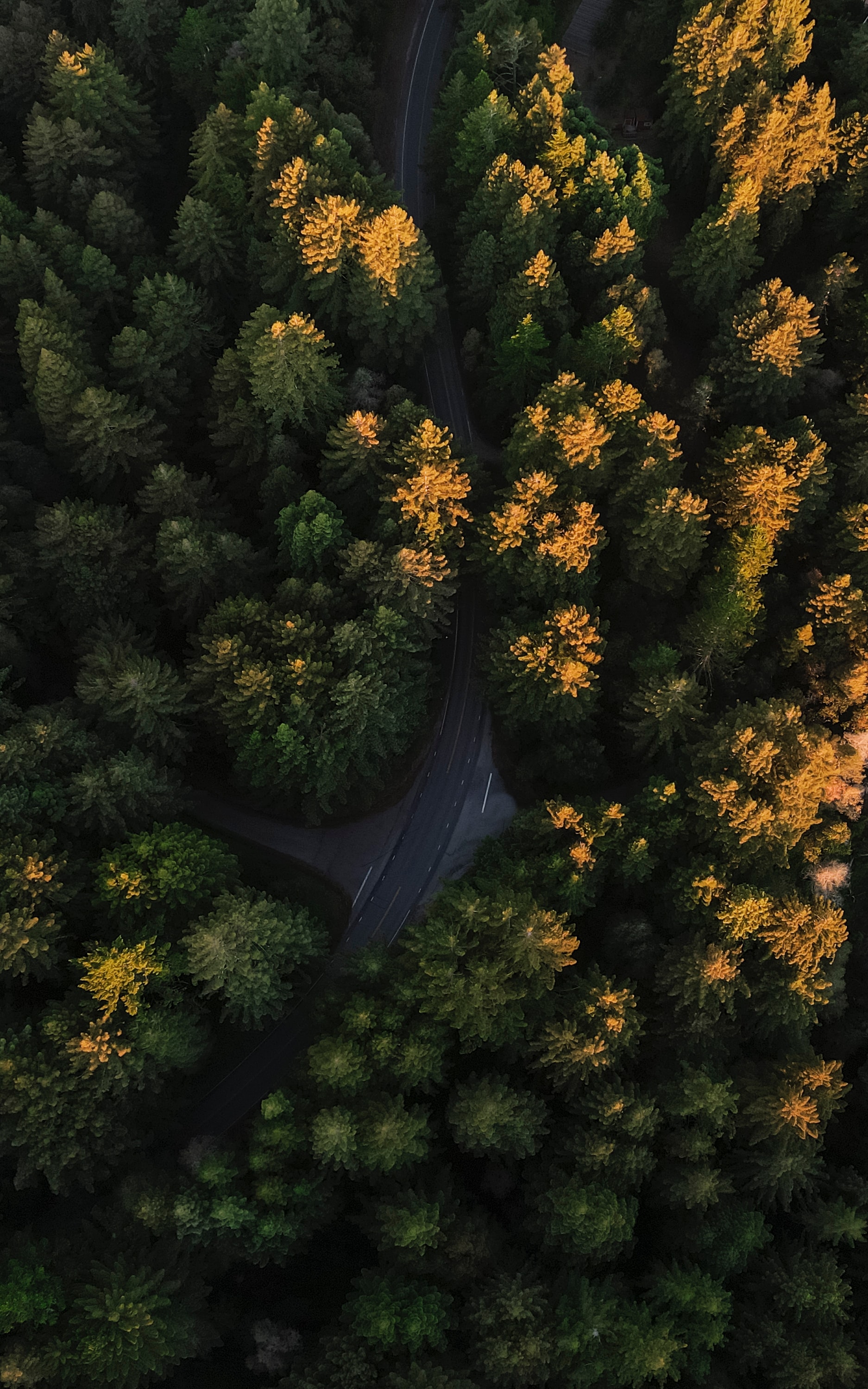 view from above, nature, trees, road, forest, winding, sinuous