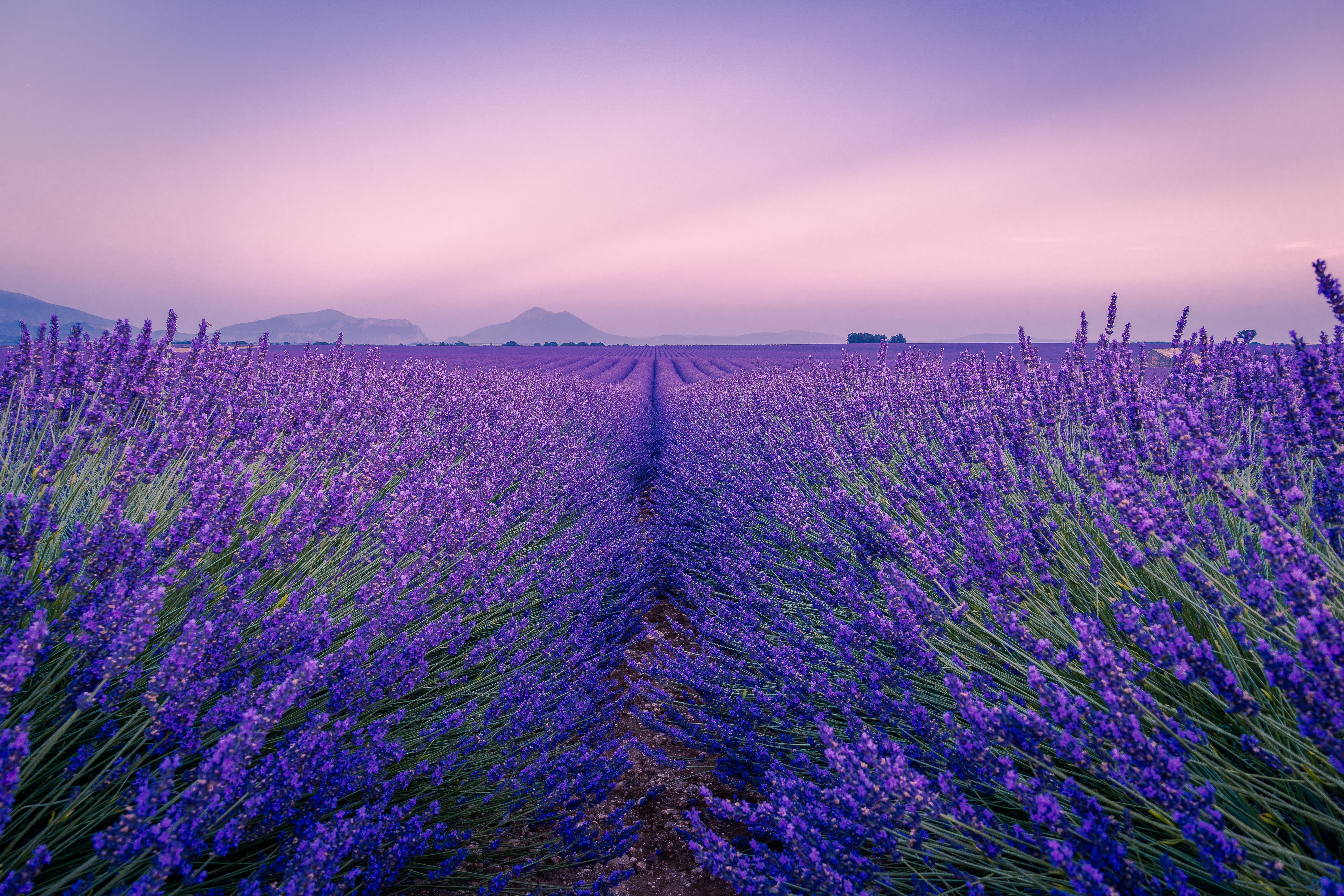 flowering, lavender, flowers, field Ultrawide Wallpapers