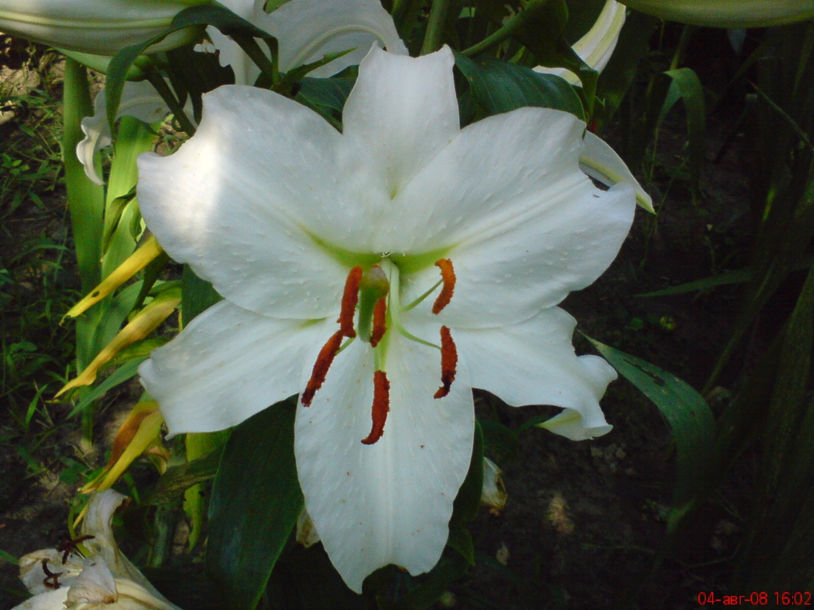 Download mobile wallpaper Plants, Flowers, Lilies for free.