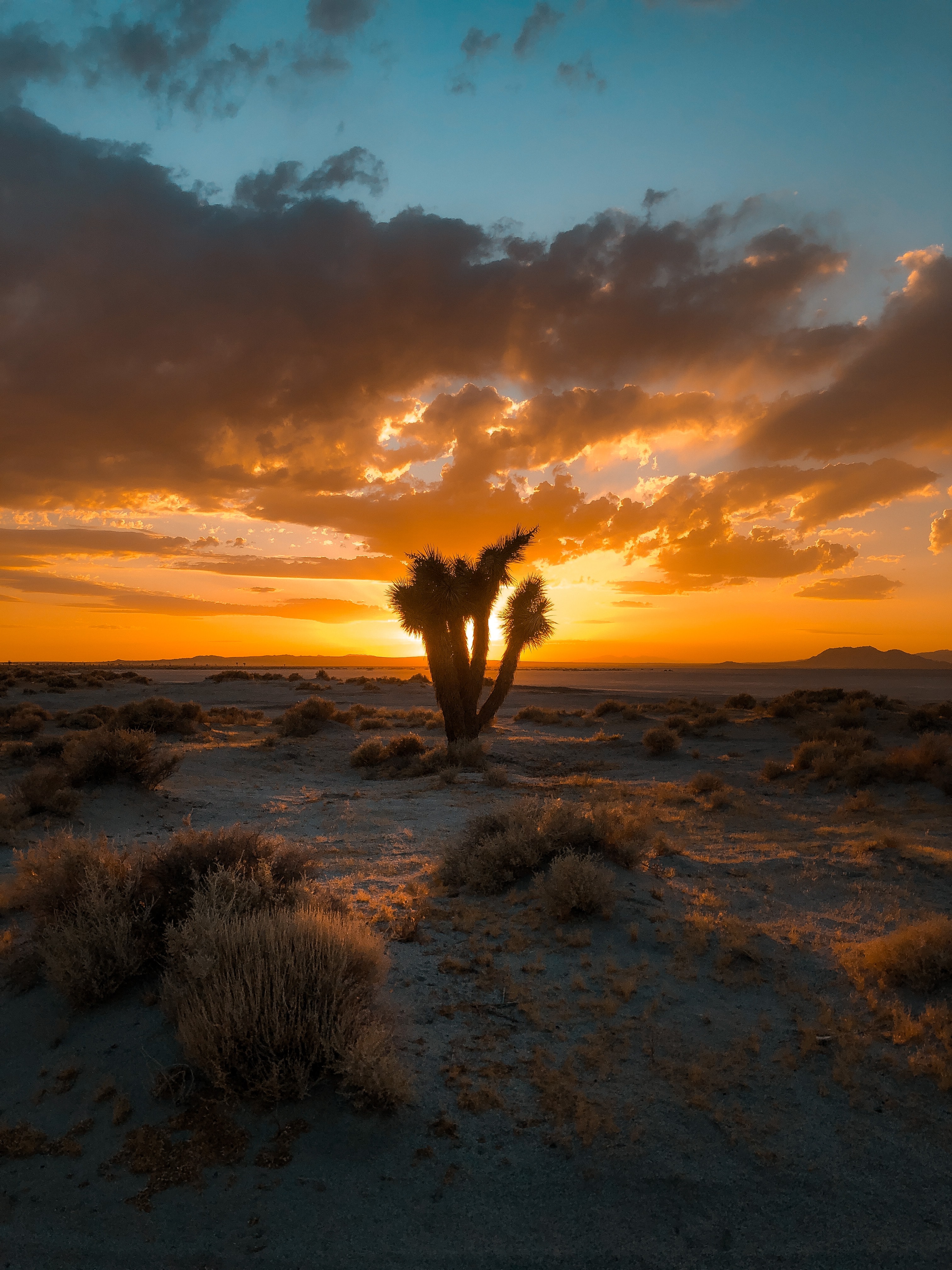 desert, nature, sunset, sand, bush, cactus