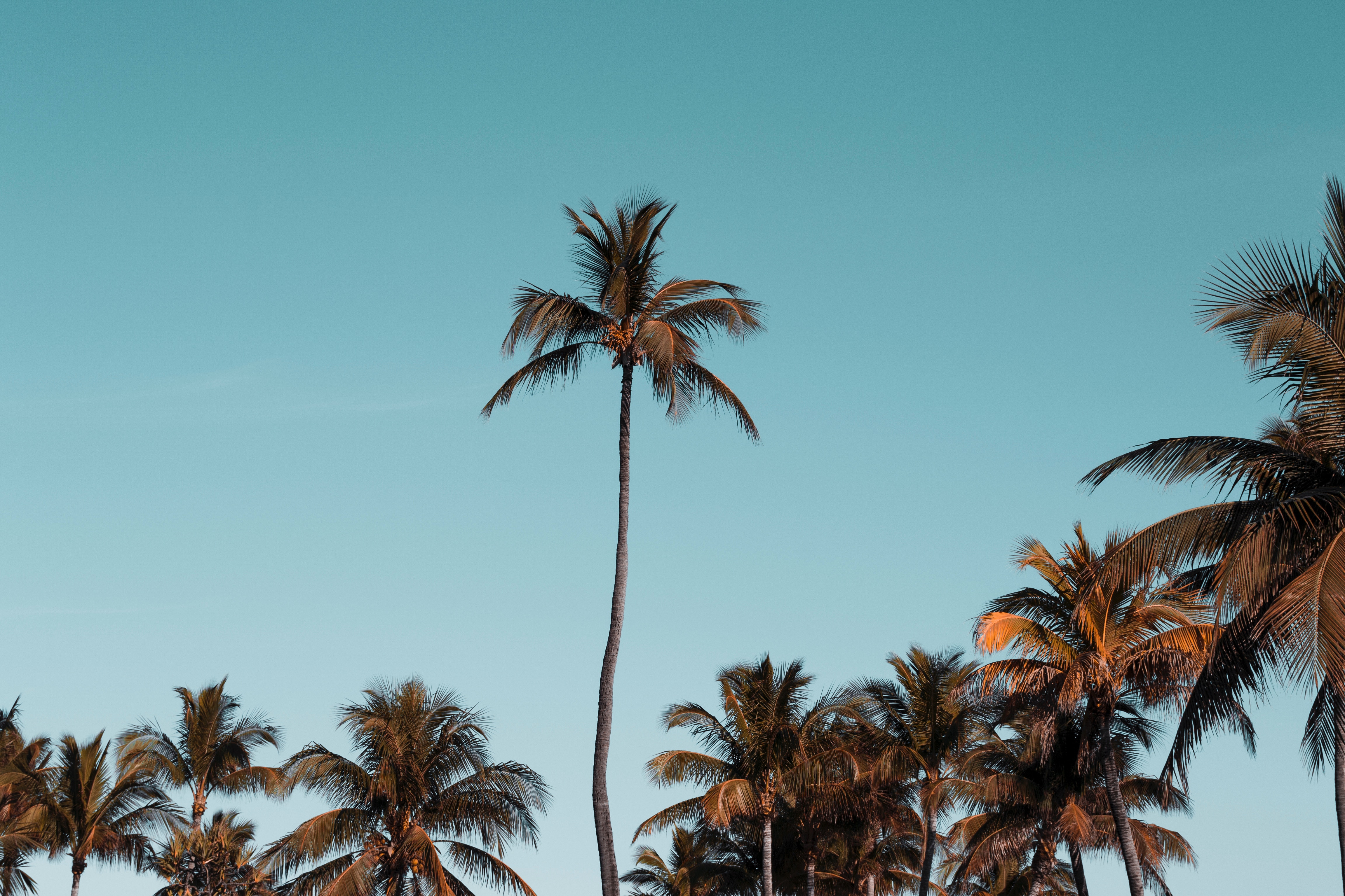 136832 Hintergrundbilder und Tropischen Bilder auf dem Desktop. Laden Sie bäume, tropisch, palms, krone Bildschirmschoner kostenlos auf den PC herunter
