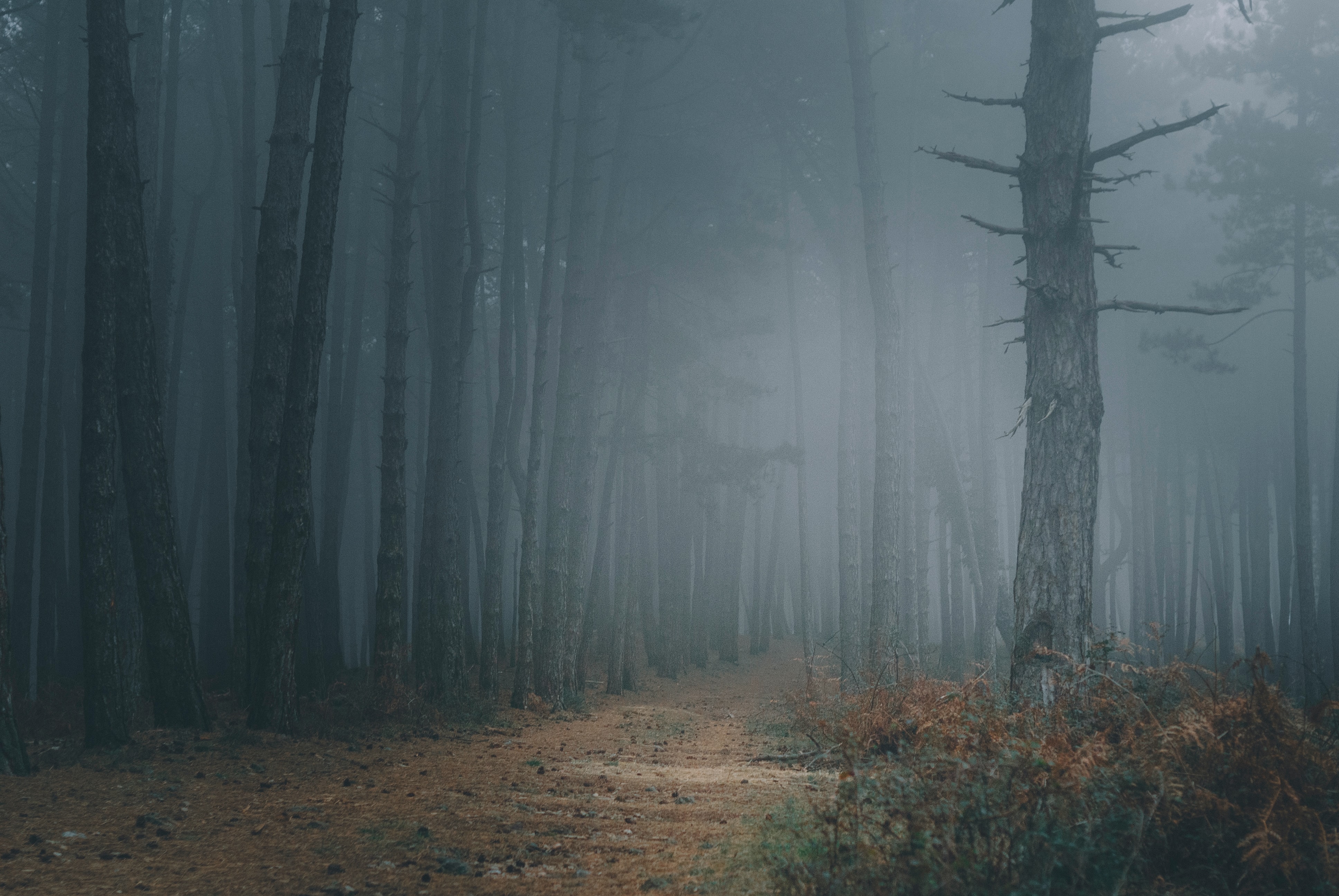 50500 Hintergrundbild herunterladen natur, bäume, wald, nebel, pfad, dunkelheit - Bildschirmschoner und Bilder kostenlos