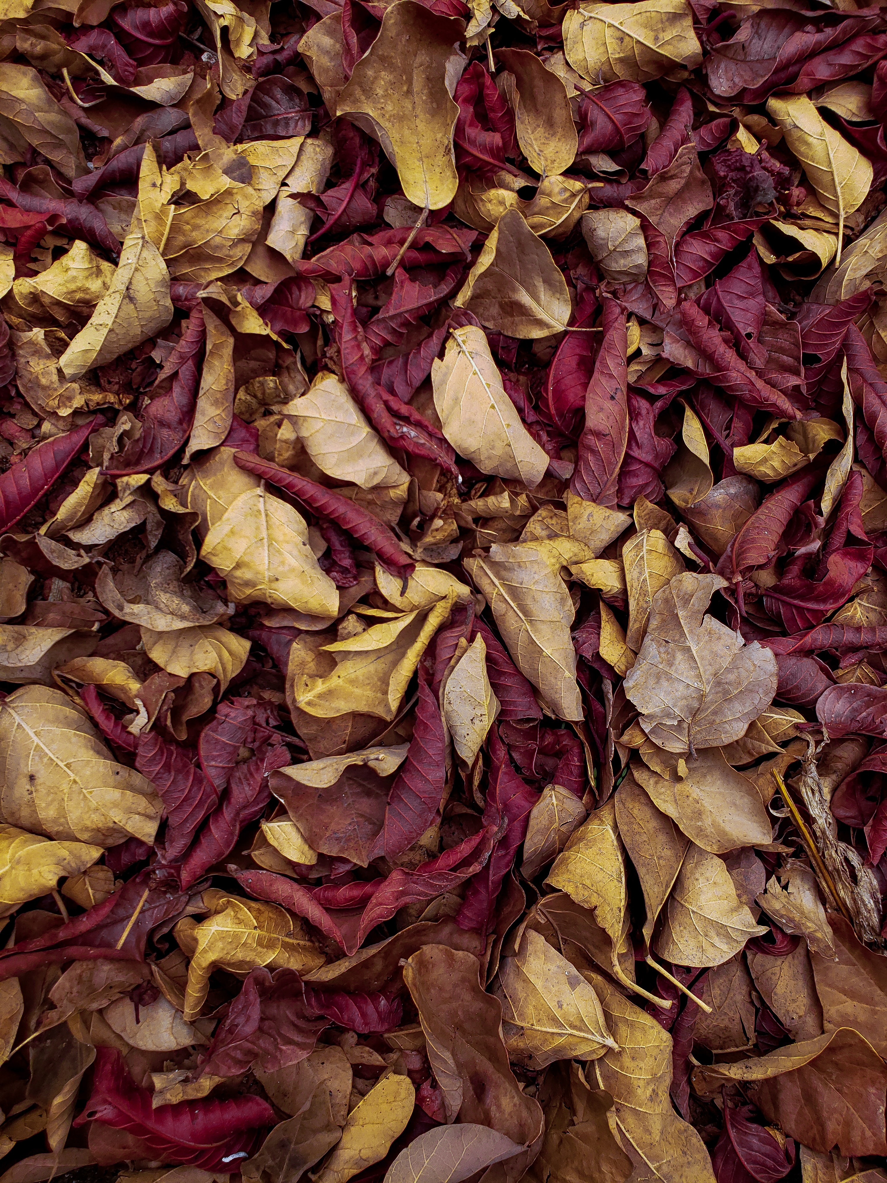 leaves, autumn, nature, macro, dry, veins 8K