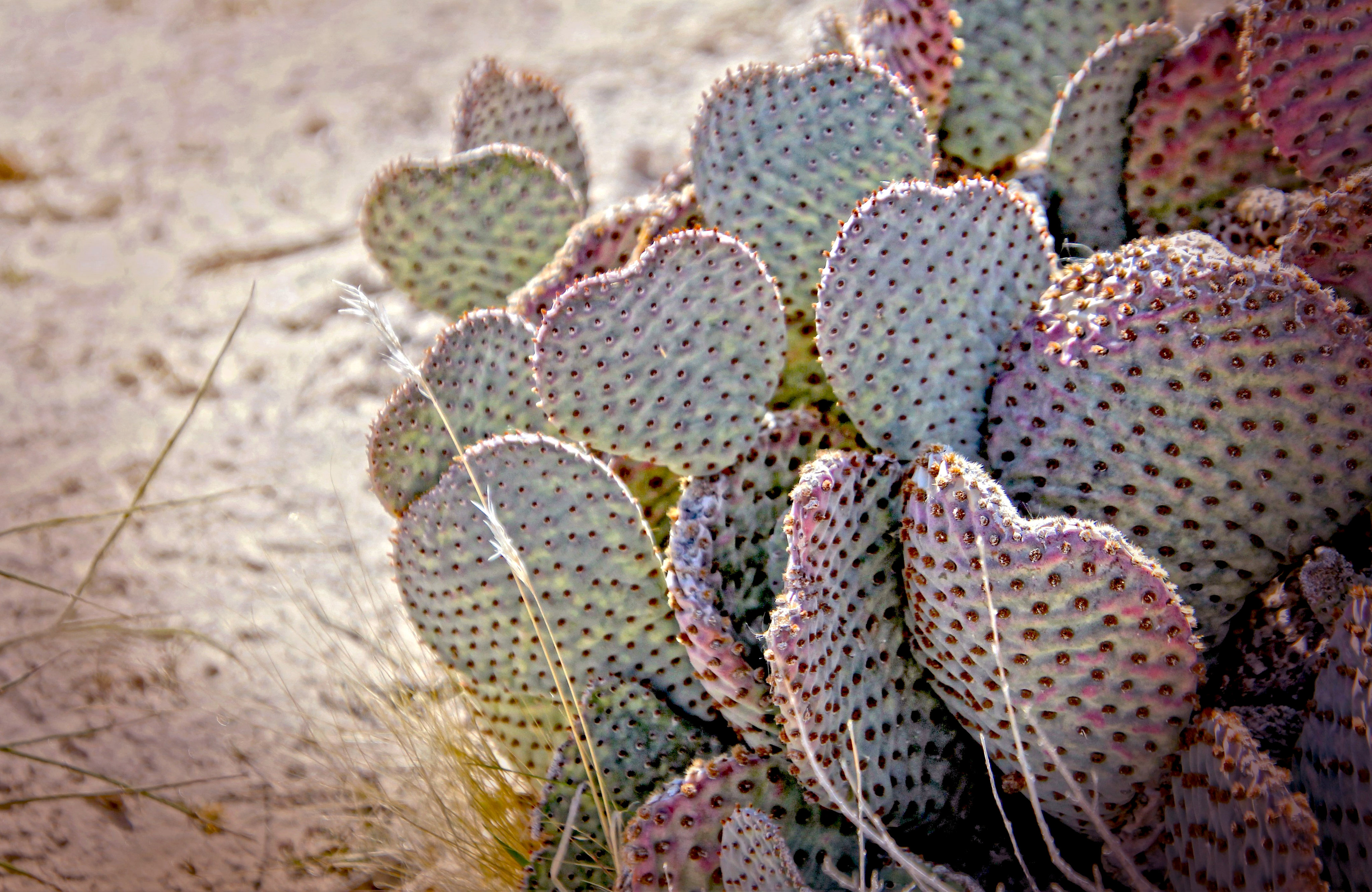 102034 Hintergrundbilder und Kaktus Bilder auf dem Desktop. Laden Sie natur, nadeln, wüste, kaktus Bildschirmschoner kostenlos auf den PC herunter