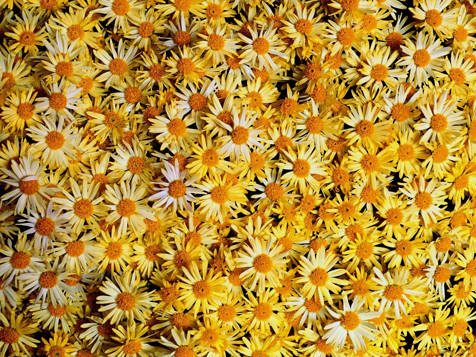 Laden Sie das Pflanzen, Blumen, Hintergrund, Kamille-Bild kostenlos auf Ihren PC-Desktop herunter