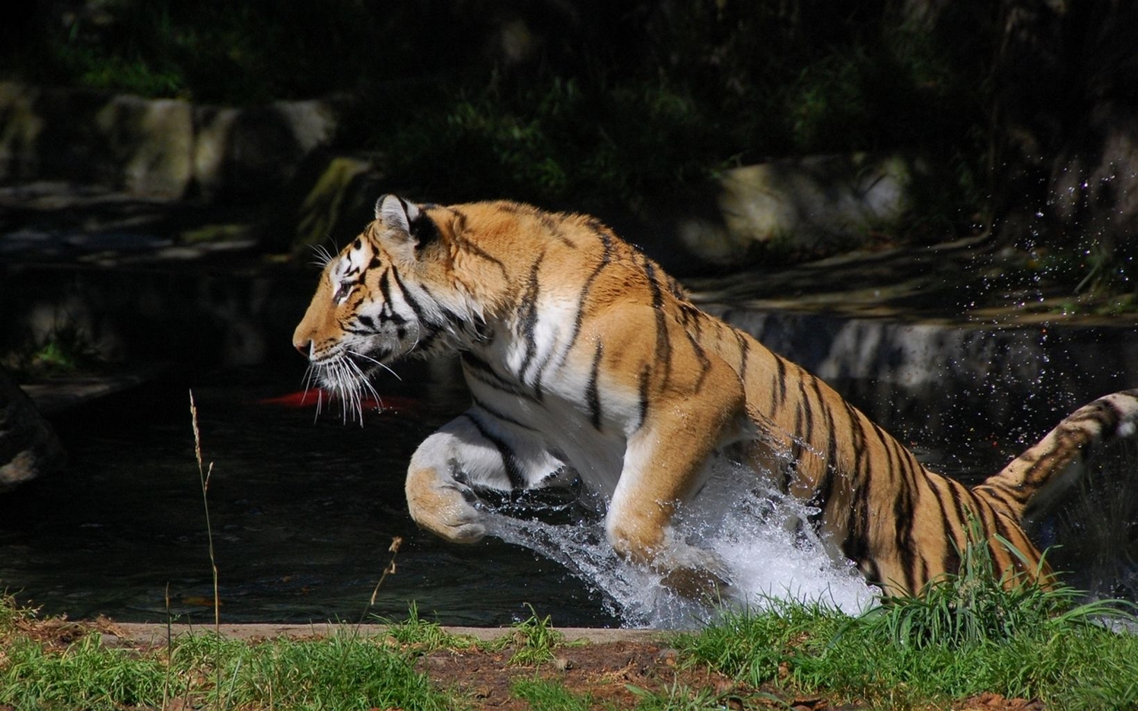 QHD wallpaper tiger, bounce, jump, animals