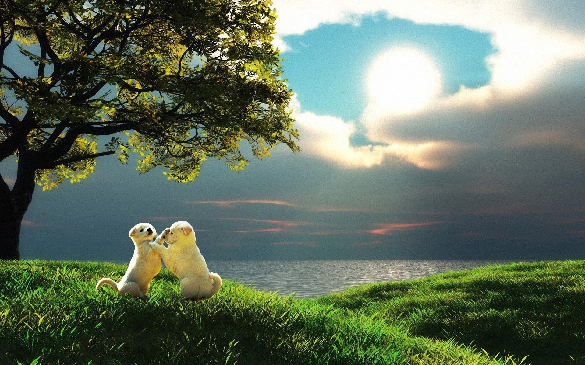 50899 download wallpaper pair, animals, nature, sunset, couple, puppy, play, toddlers, kids screensavers and pictures for free
