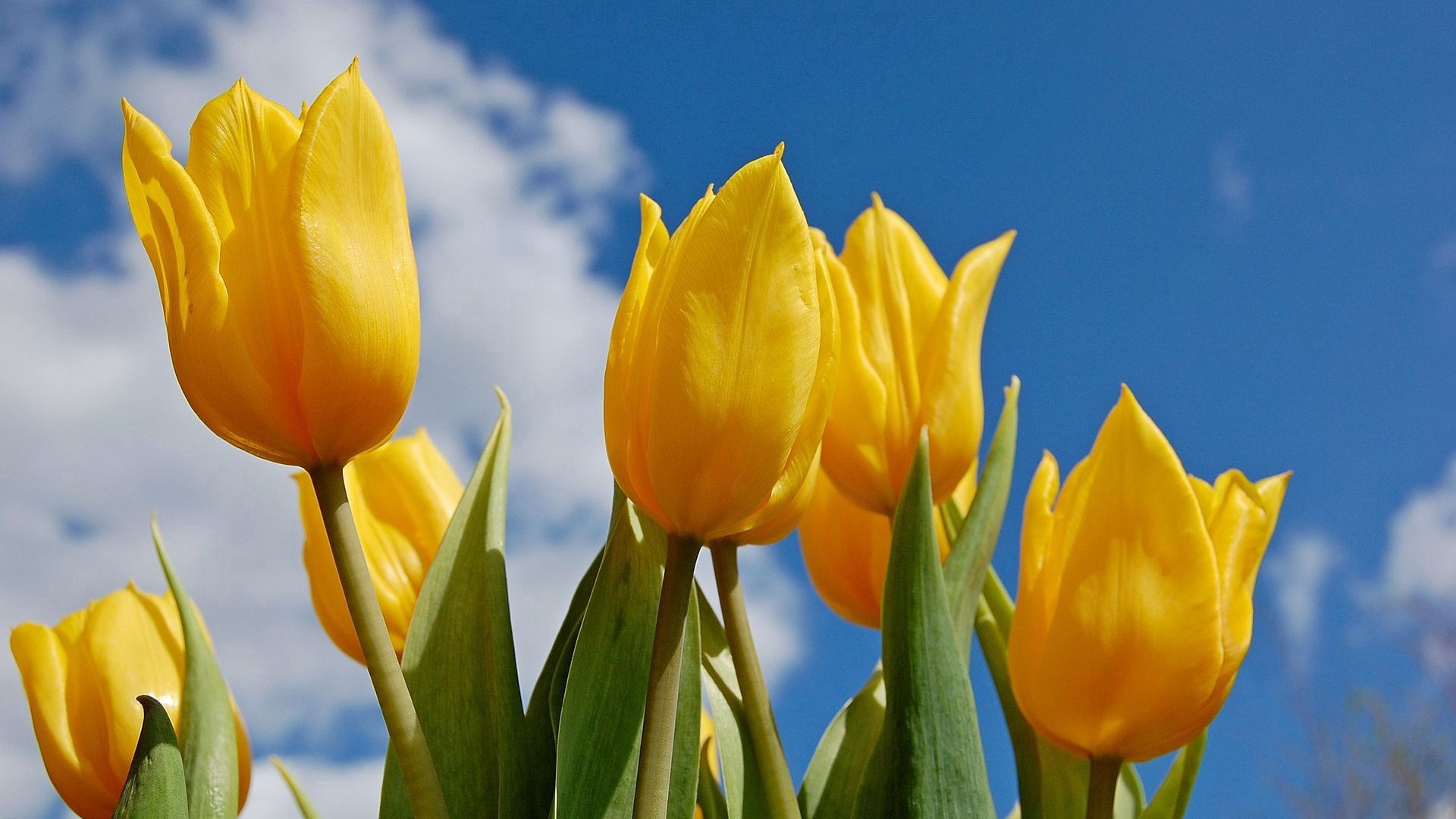 64451 Hintergrundbild herunterladen tulpen, natur, blumen - Bildschirmschoner und Bilder kostenlos