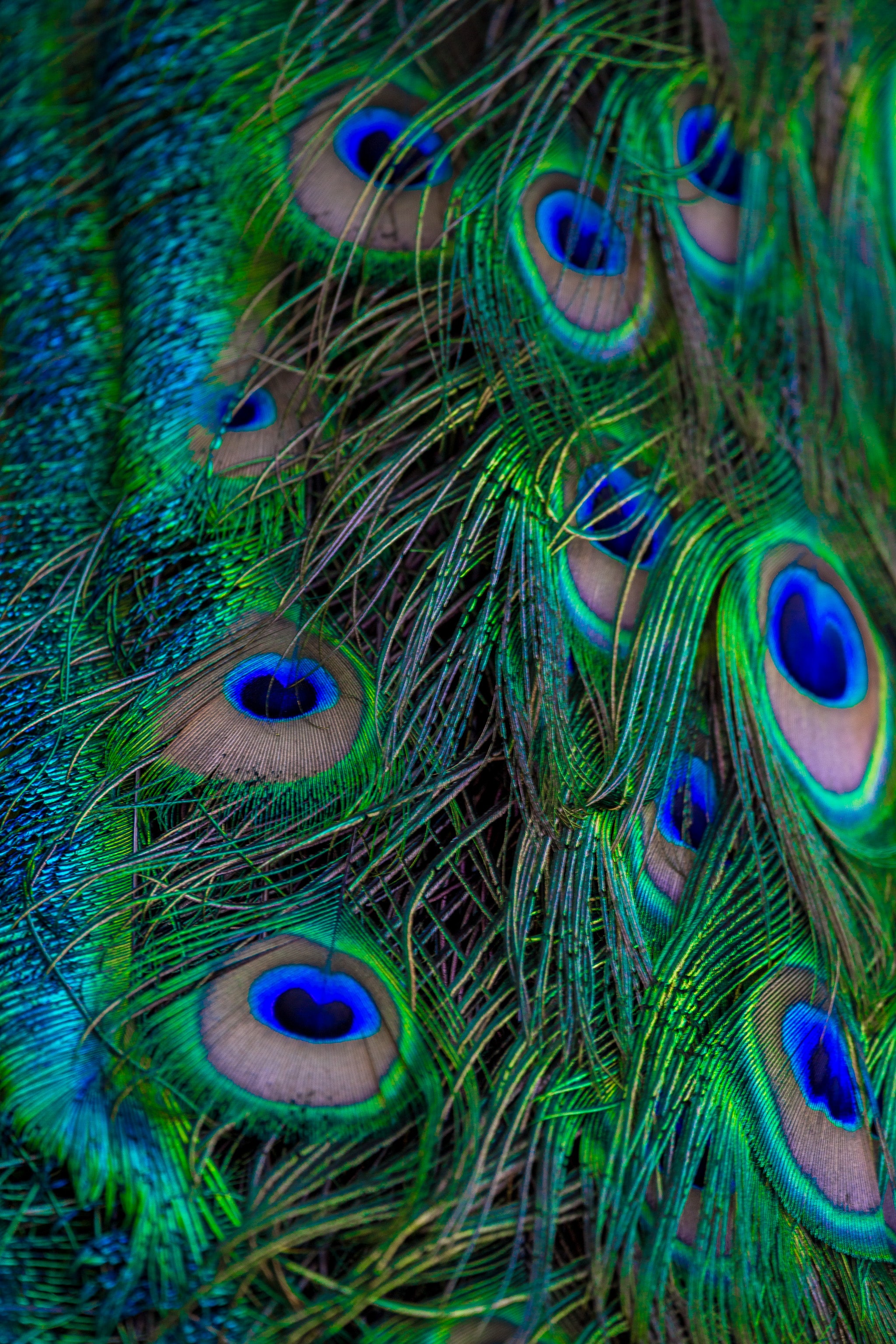 pattern, peacock, feather, macro, beautiful 32K